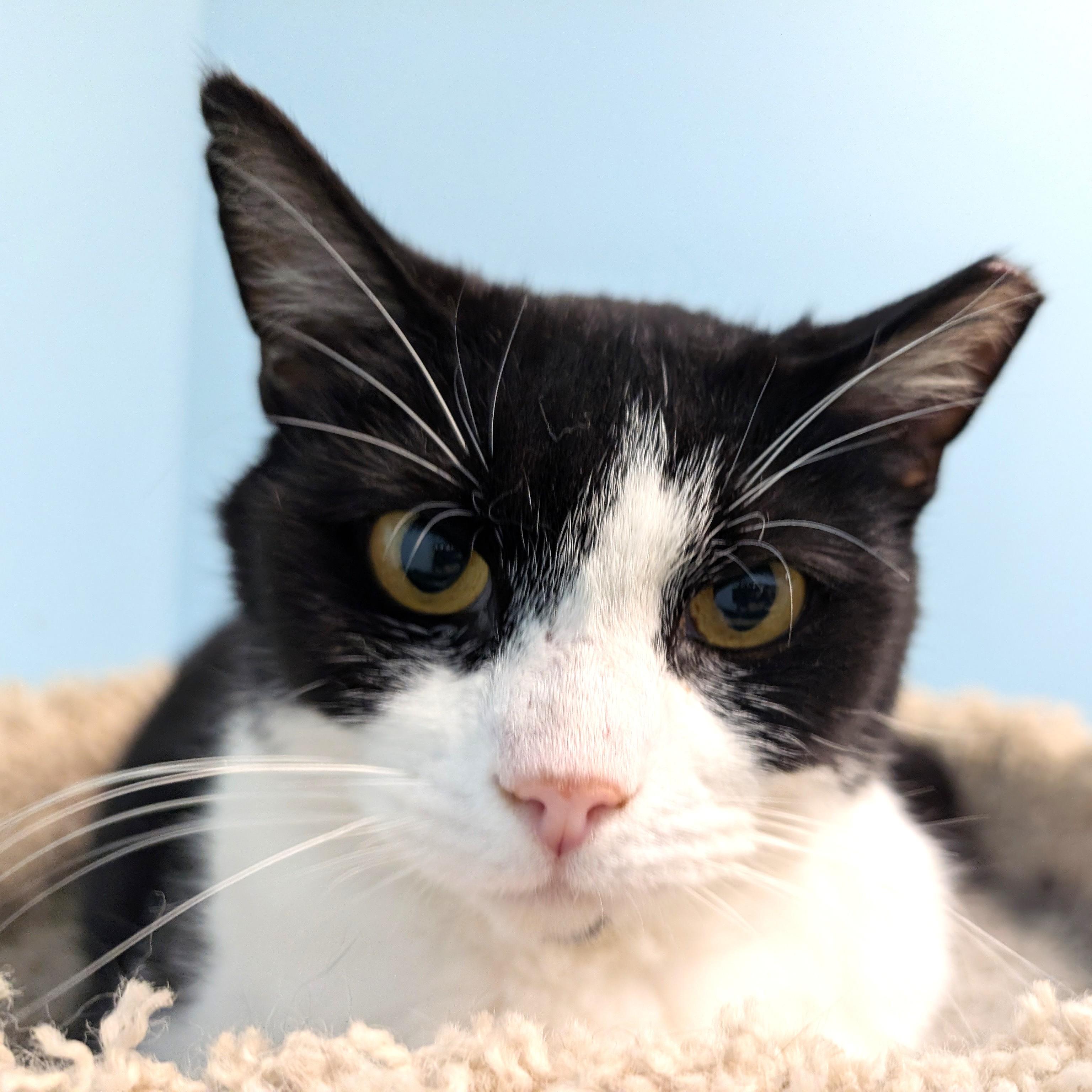 Gracie, a ADOPTABLE Domestic Short Hair in Smithfield, NC image 1/3