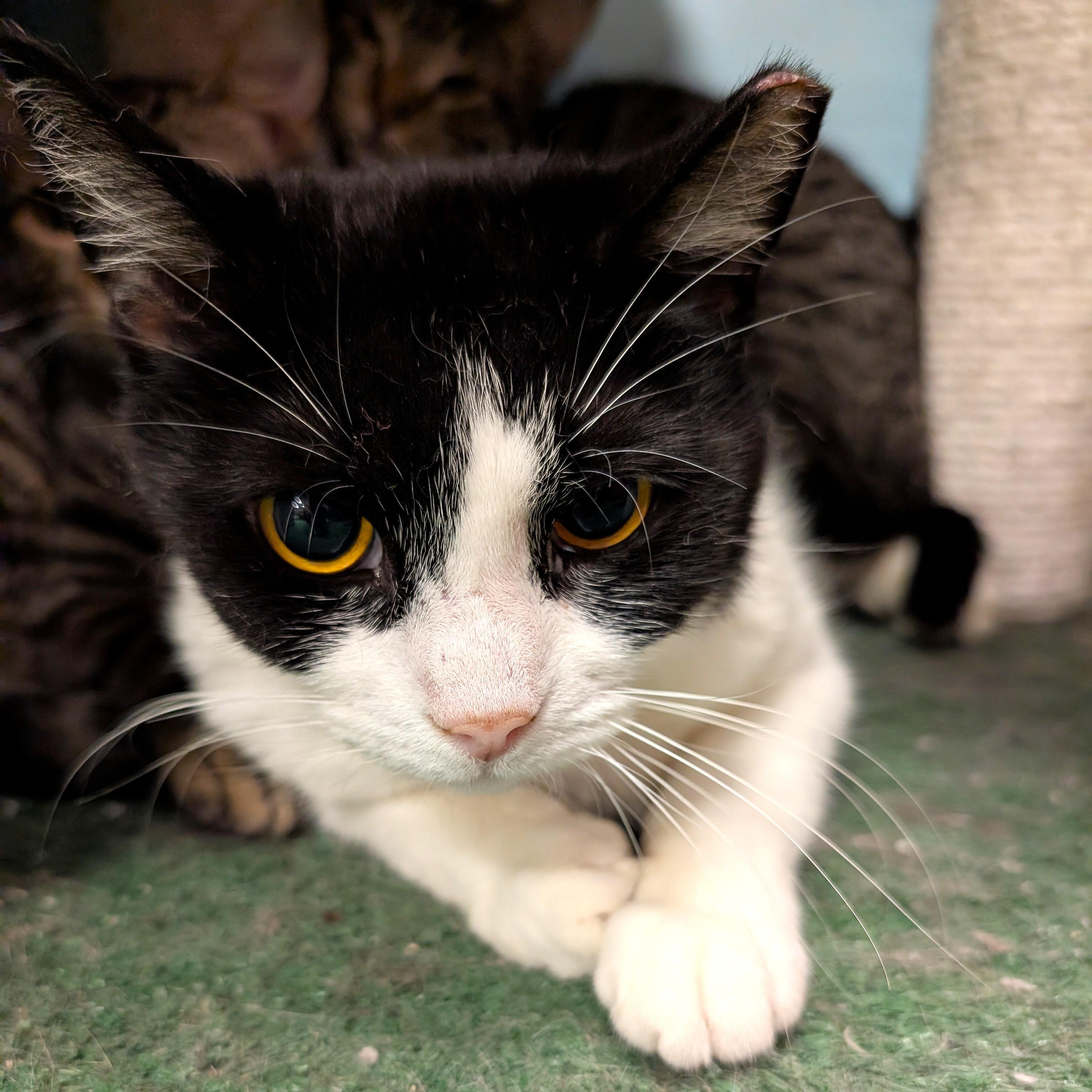 Gracie, a ADOPTABLE Domestic Short Hair in Smithfield, NC image 3/3