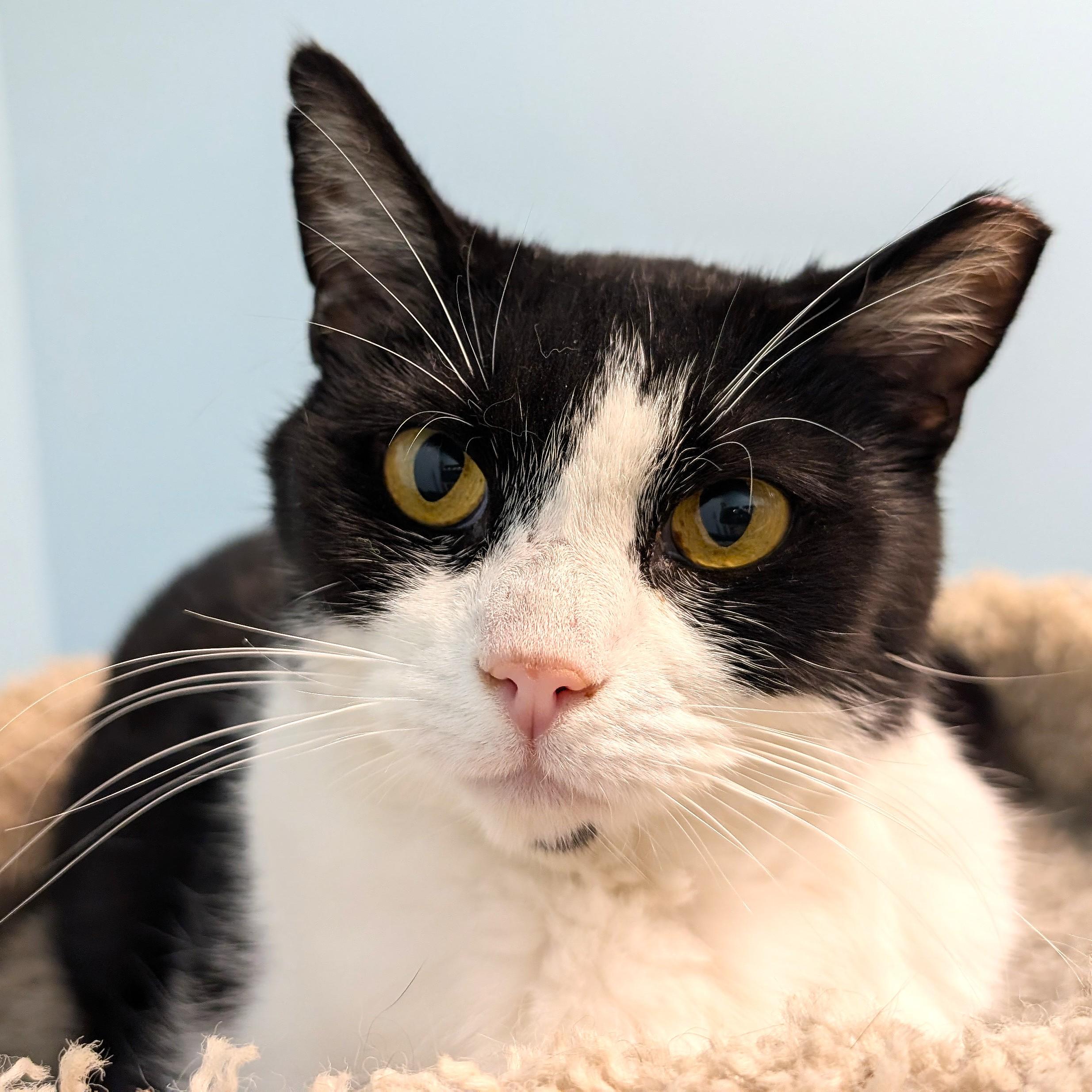 Gracie, a ADOPTABLE Domestic Short Hair in Smithfield, NC image 2/3