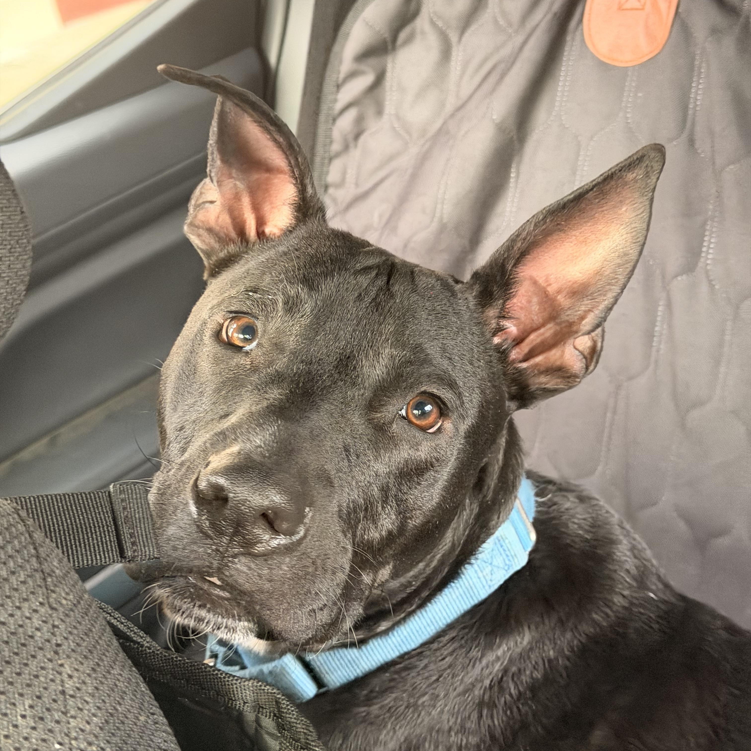 Enlarge Snoopy, a ADOPTABLE mixed breed in Kentwood, MI image 5/6