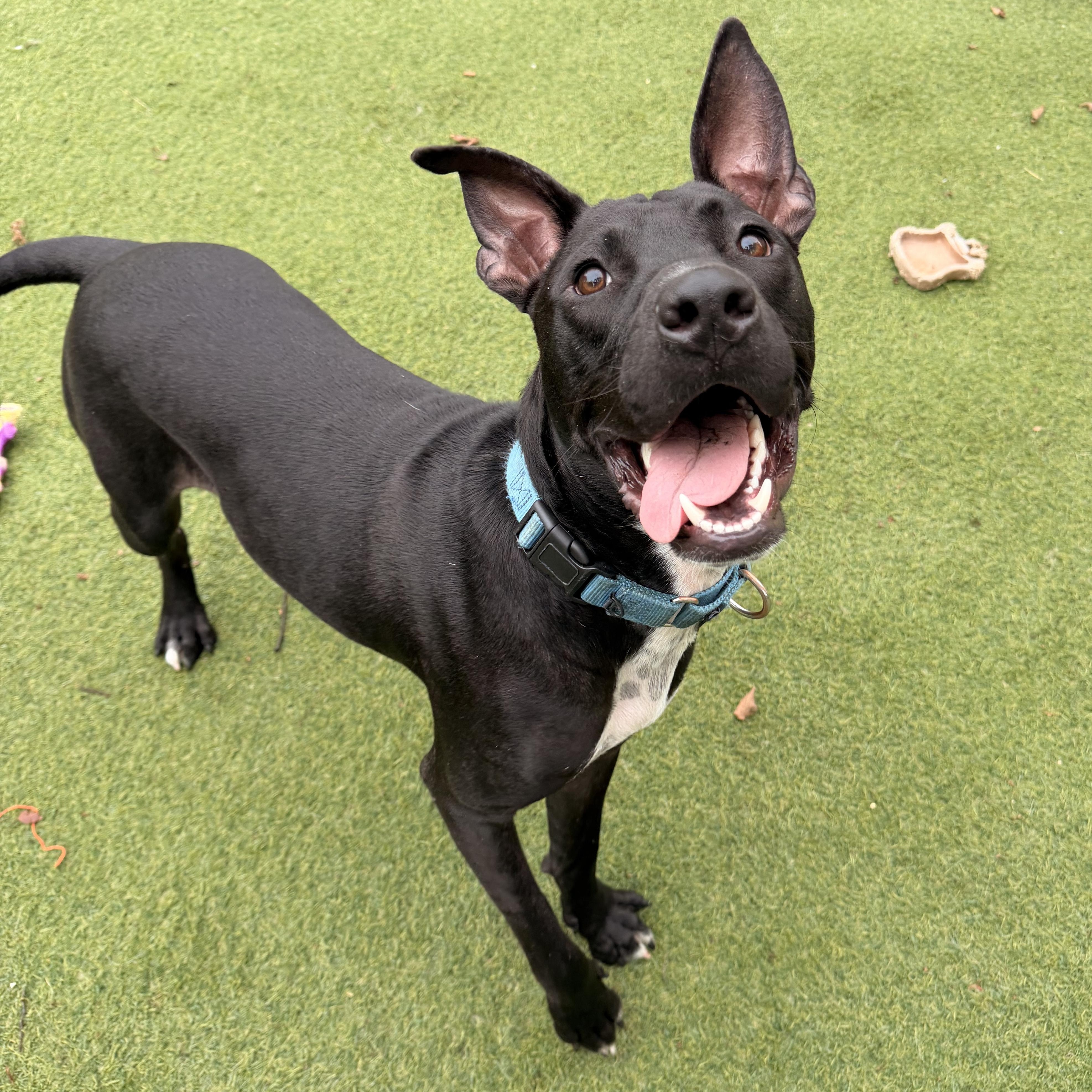 Enlarge Snoopy, a ADOPTABLE mixed breed in Kentwood, MI image 4/6