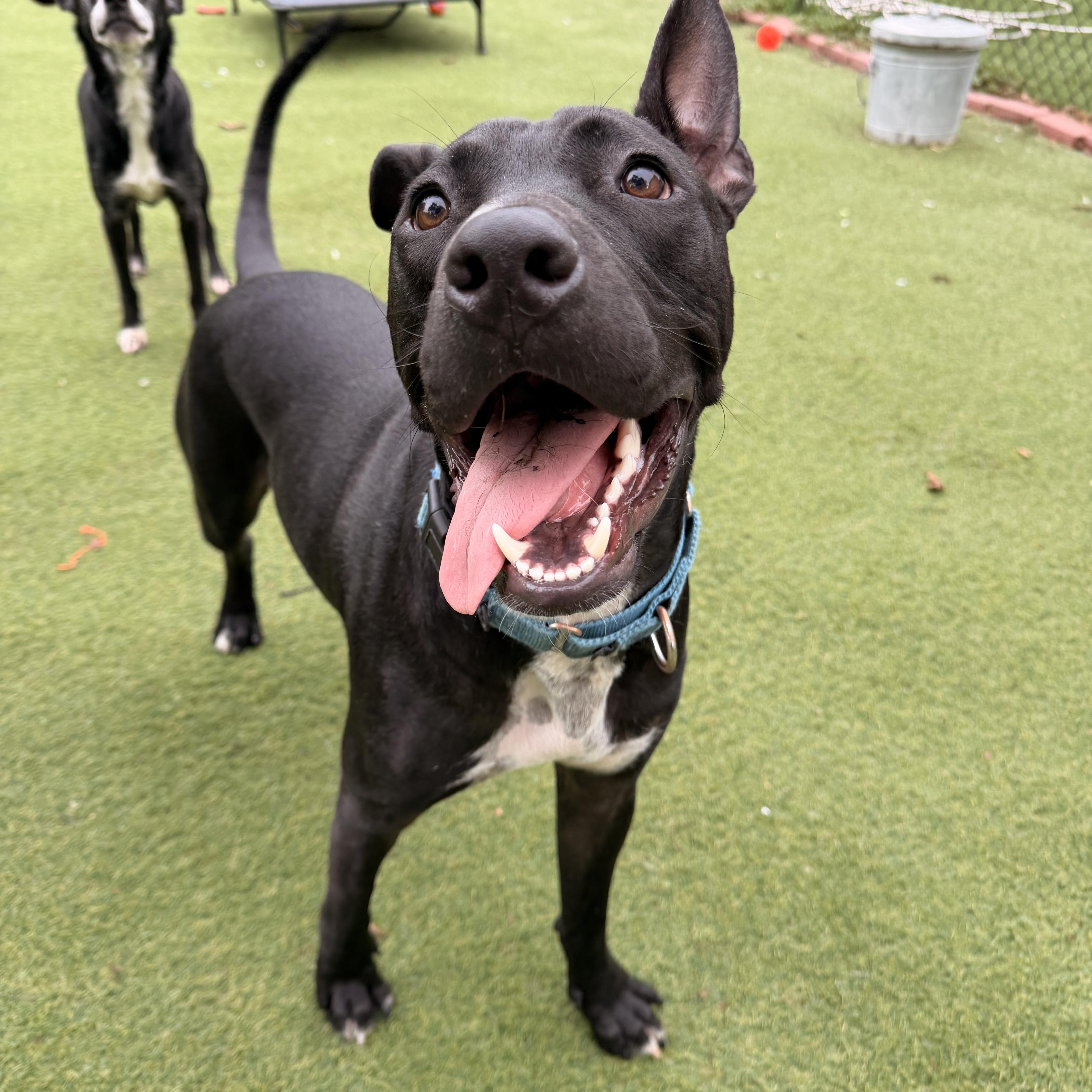 Enlarge Snoopy, a ADOPTABLE mixed breed in Kentwood, MI image 6/6