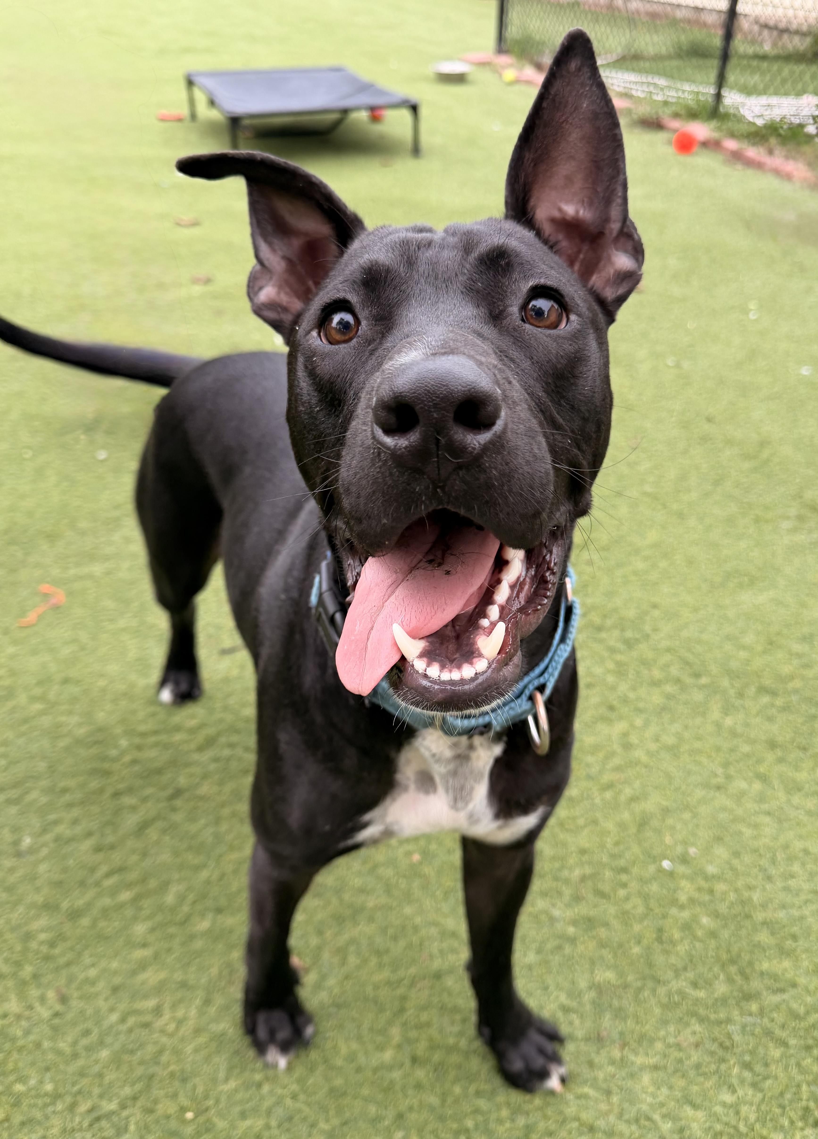 Enlarge Snoopy, a ADOPTABLE mixed breed in Kentwood, MI image 1/6