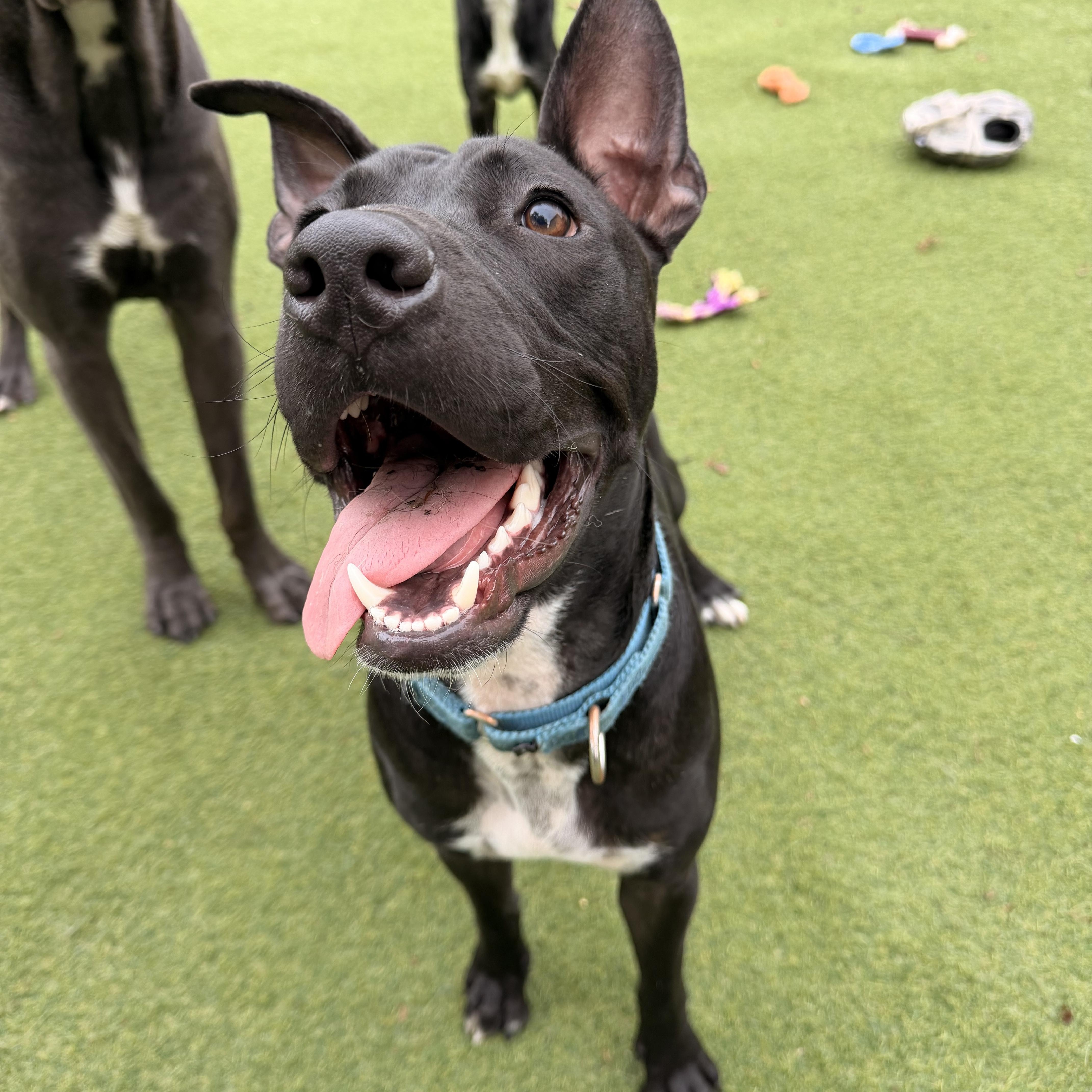 Enlarge Snoopy, a ADOPTABLE mixed breed in Kentwood, MI image 3/6