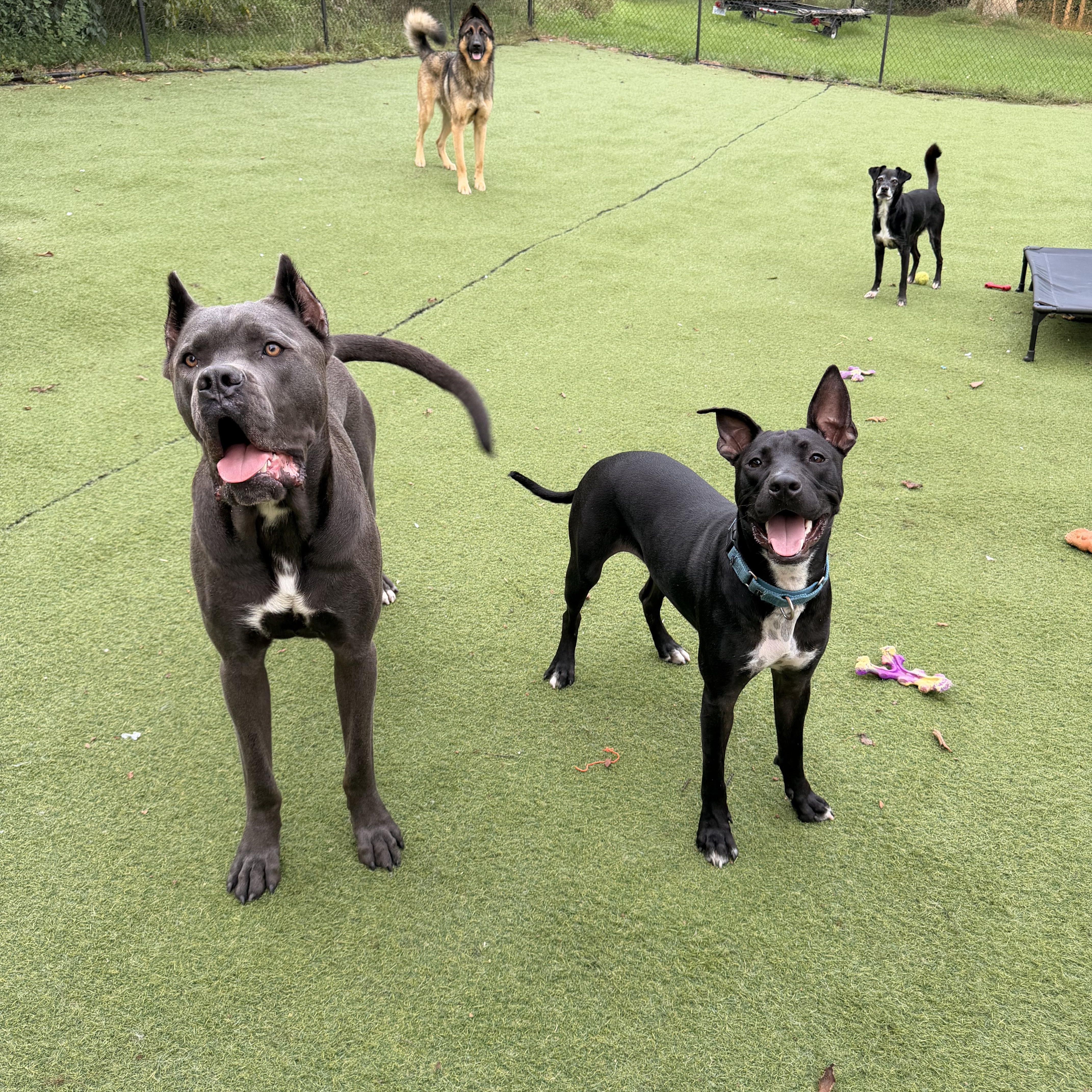 Enlarge Snoopy, a ADOPTABLE mixed breed in Kentwood, MI image 2/6