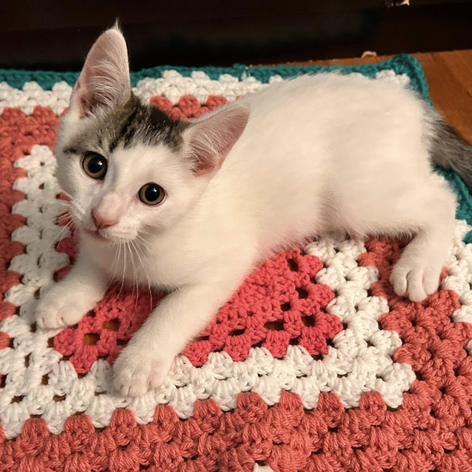 Glacier, ADOPTABLE, Kitten Male Domestic Short Hair.
