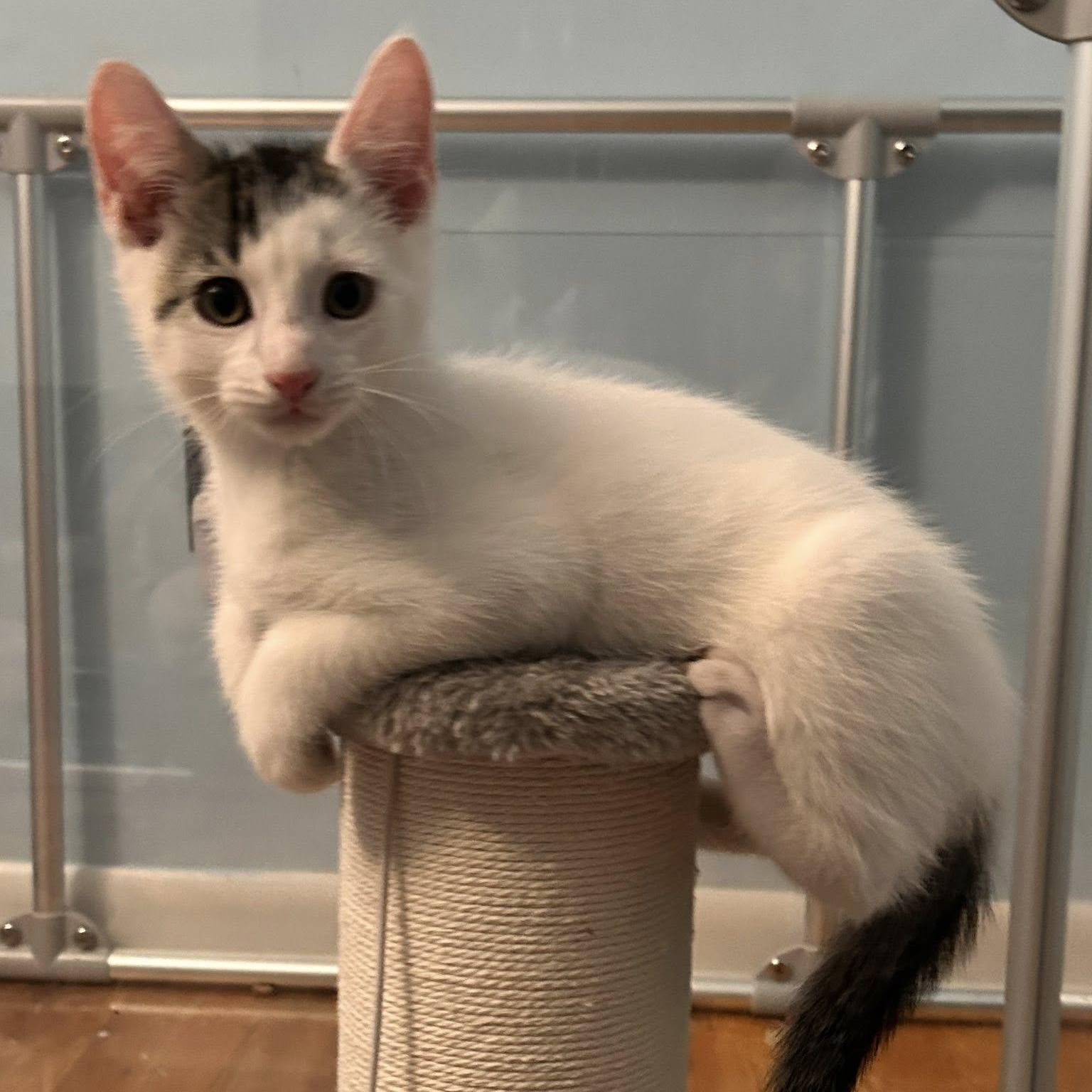 Glacier, a ADOPTABLE Domestic Short Hair in Sewell, NJ image 2/2