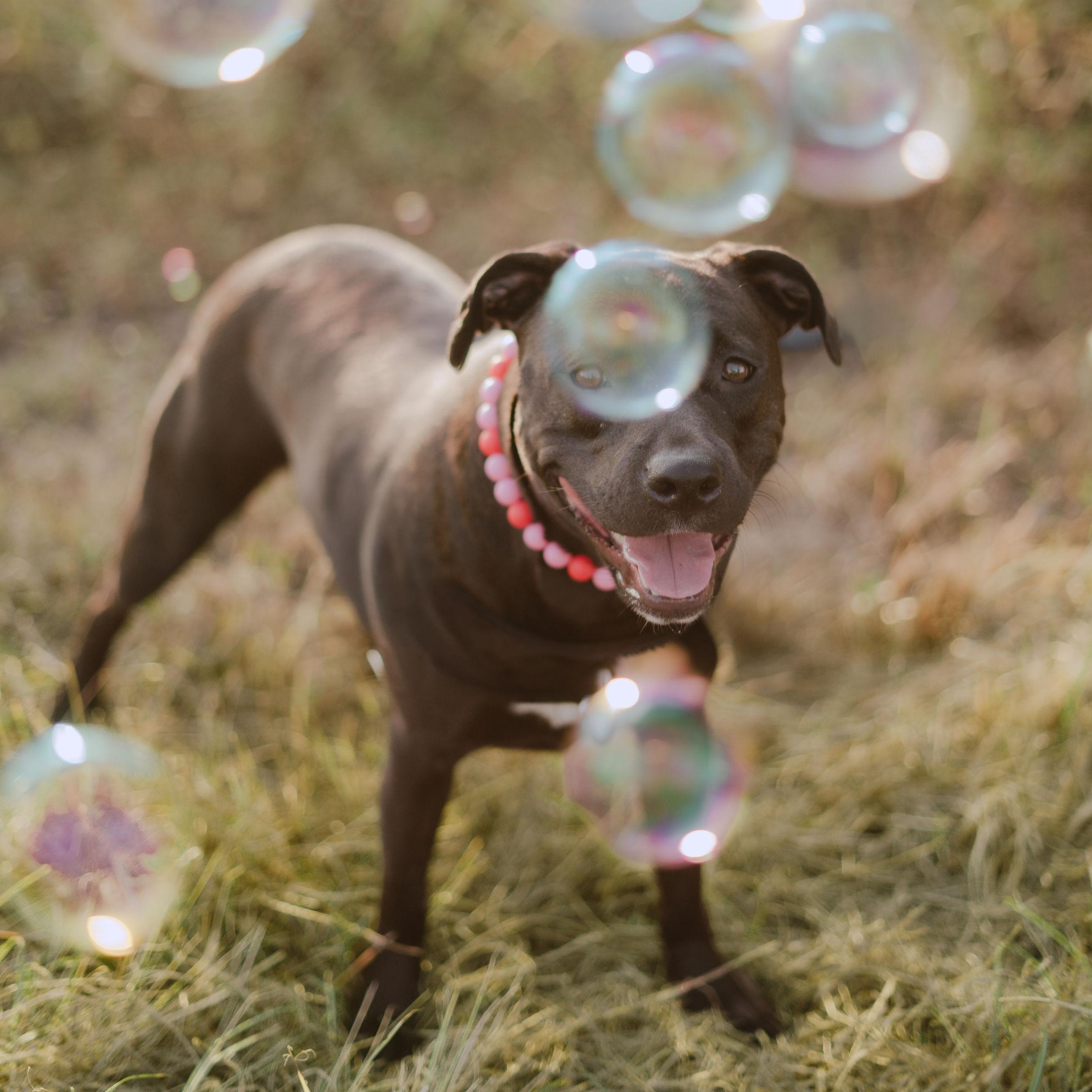 Enlarge Fiji, a Adoptable mixed breed in Portage, WI image 6/6