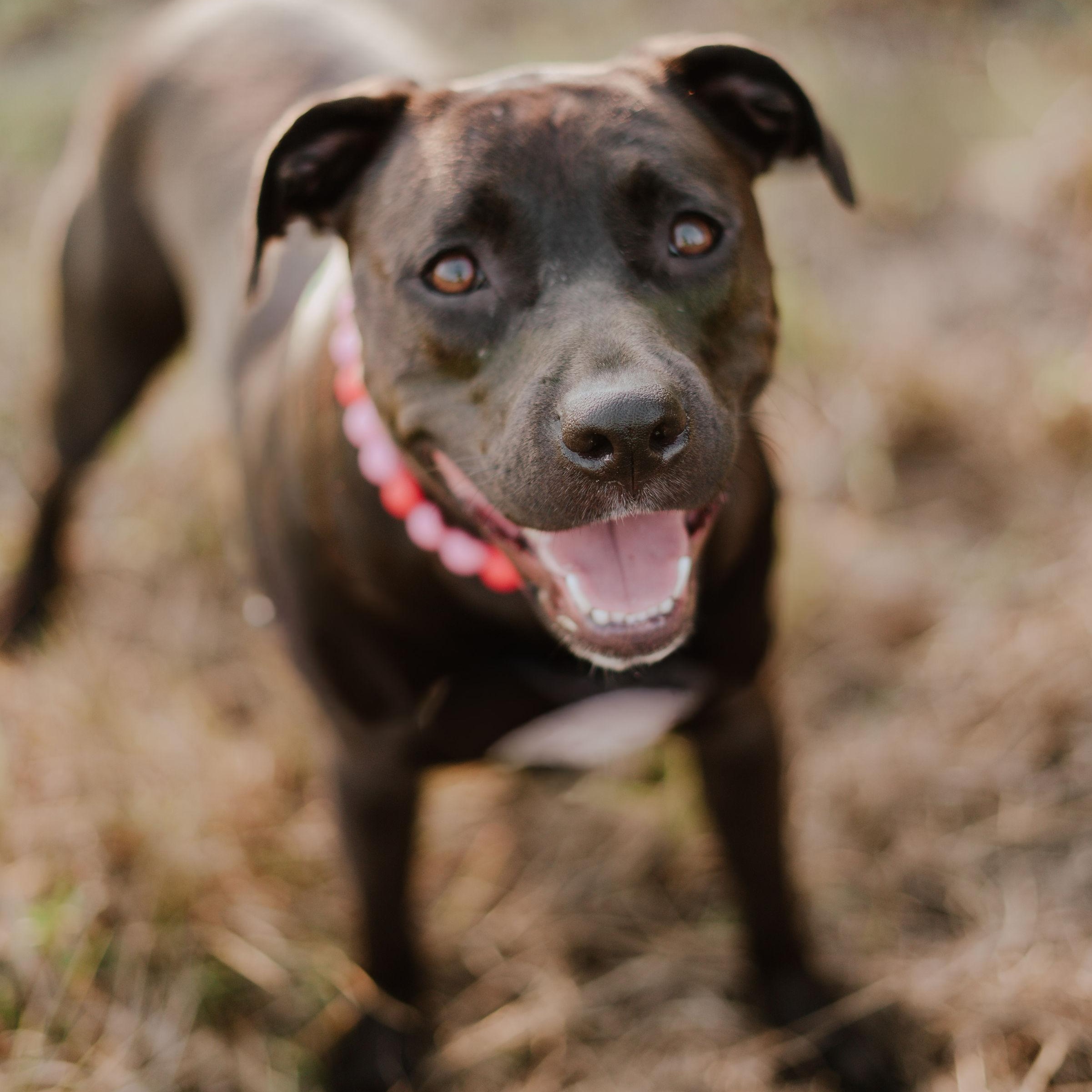 Enlarge Fiji, a Adoptable mixed breed in Portage, WI image 1/6