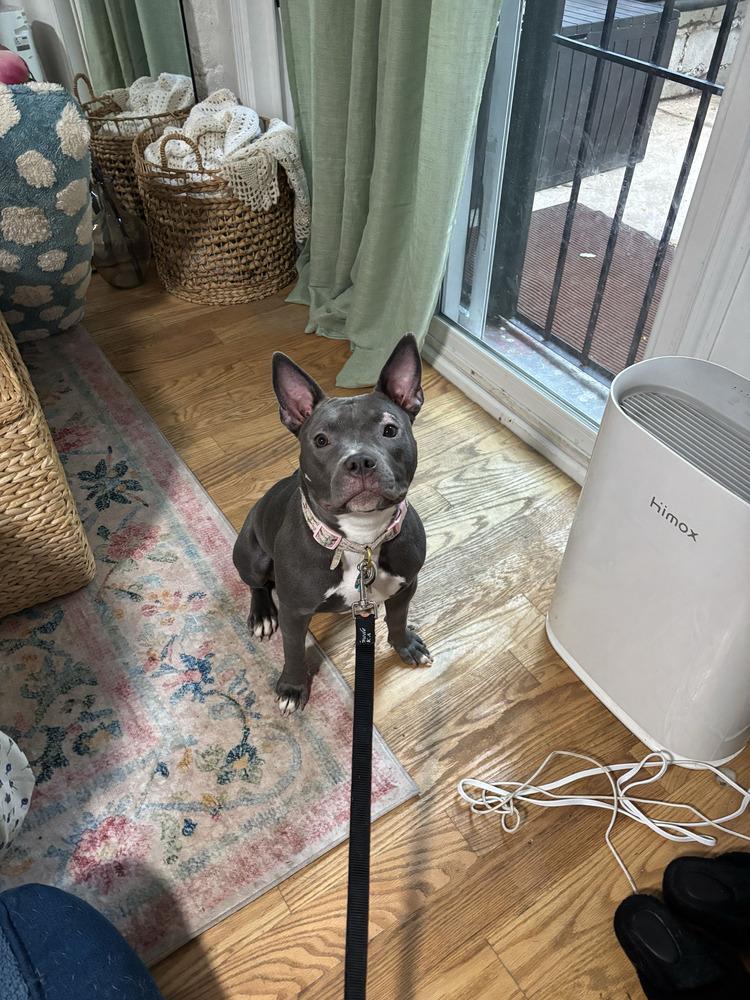 Enlarge Pippa, a Adoptable mixed breed in New York, NY image 2/4