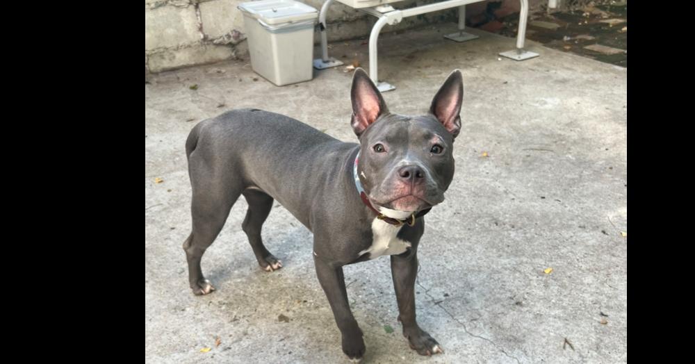 Enlarge Pippa, a Adoptable mixed breed in New York, NY image 3/4