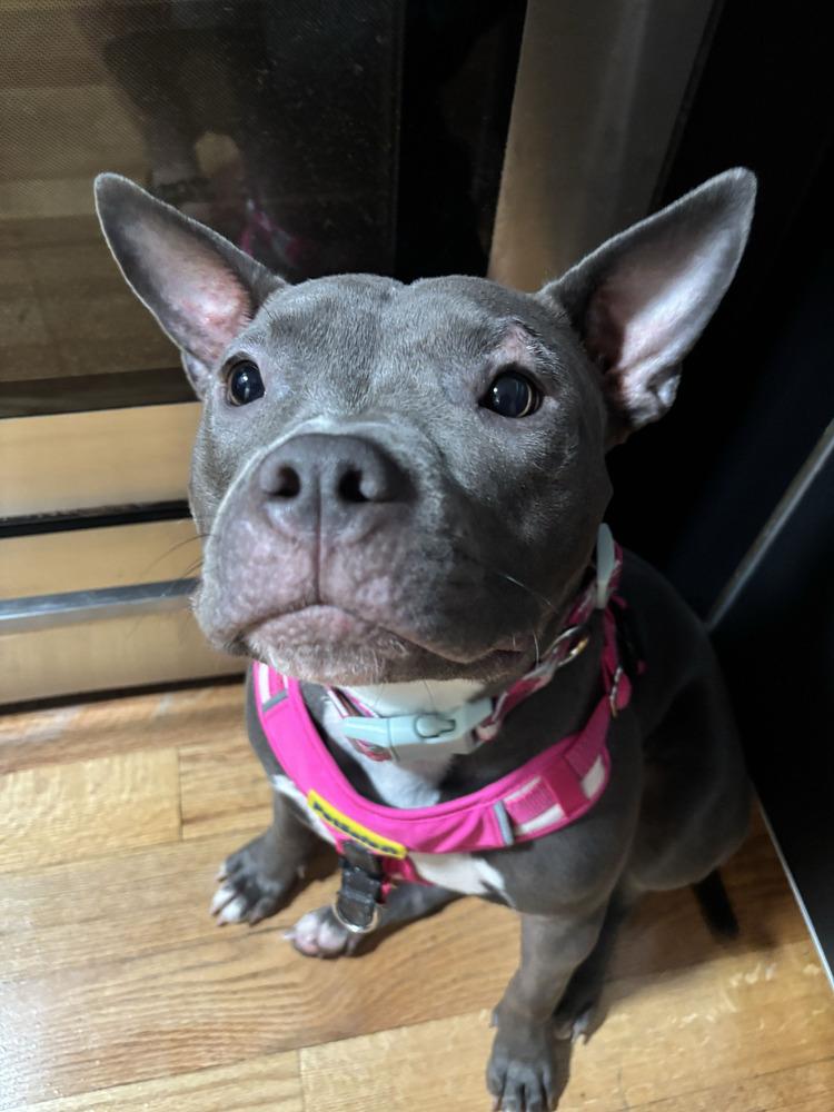 Enlarge Pippa, a Adoptable mixed breed in New York, NY image 4/4