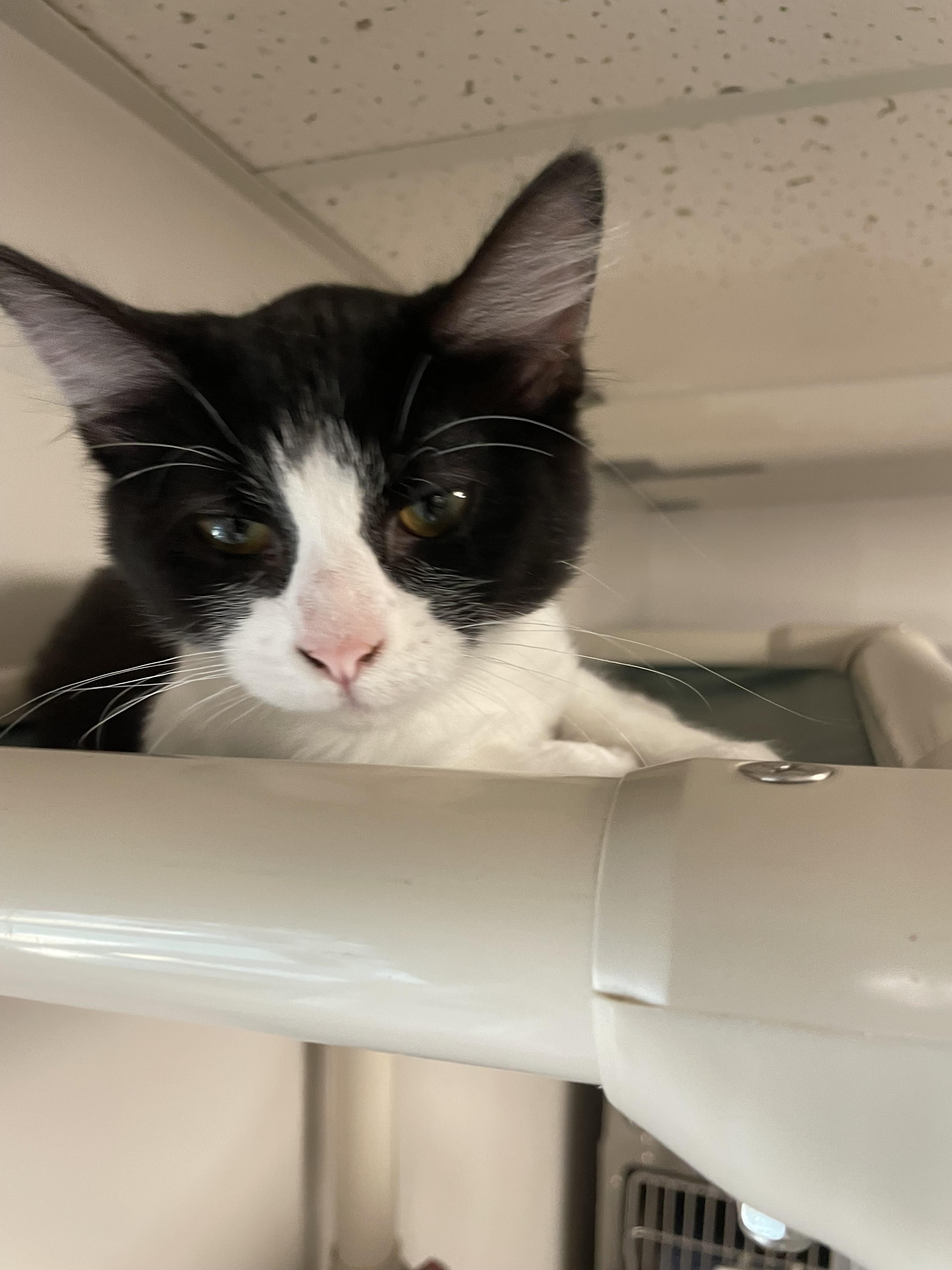 Enlarge Berry, a ADOPTABLE Domestic Medium Hair in Fernandina Beach, FL image 3/5