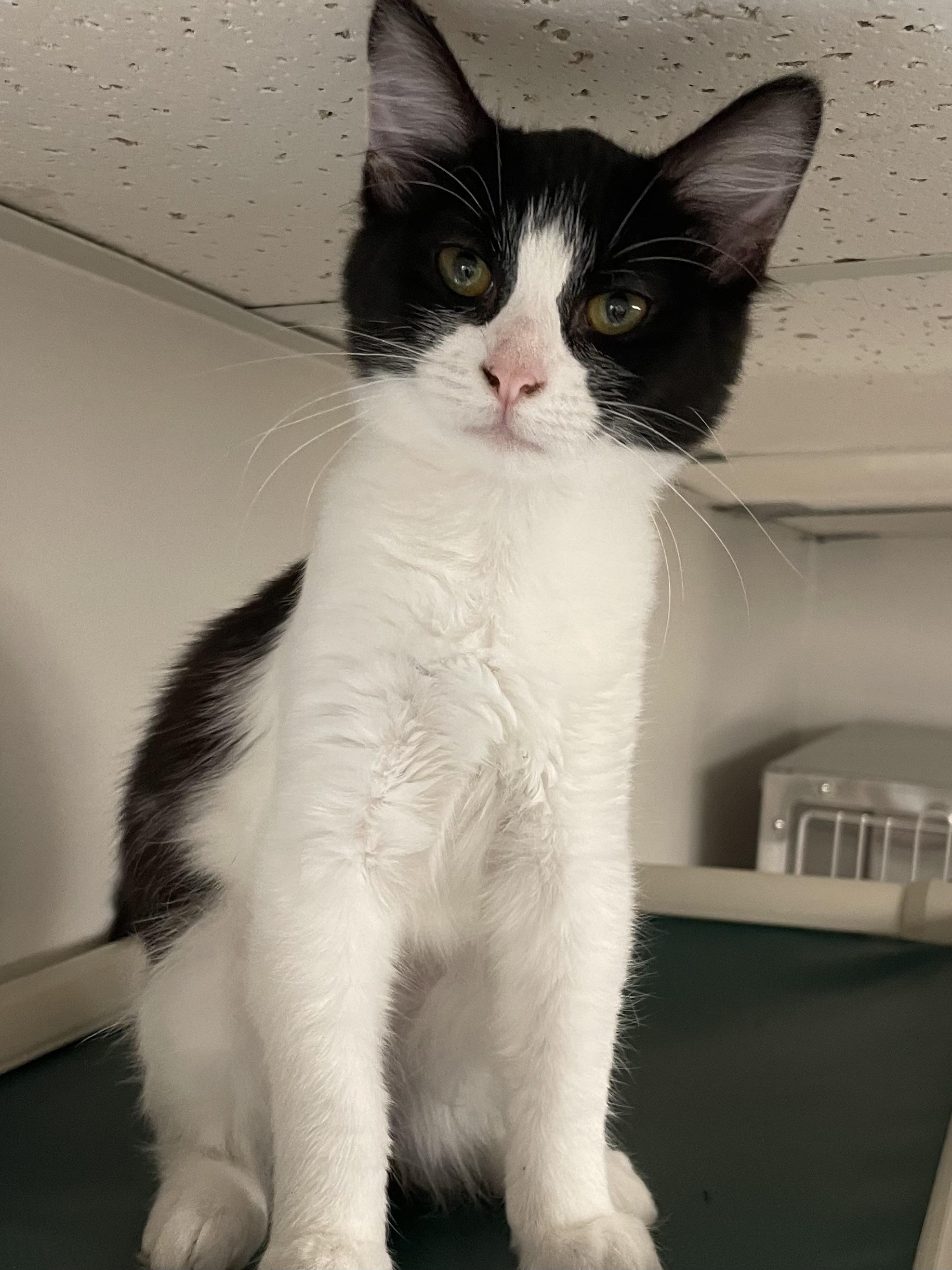 Enlarge Berry, a ADOPTABLE Domestic Medium Hair in Fernandina Beach, FL image 5/5