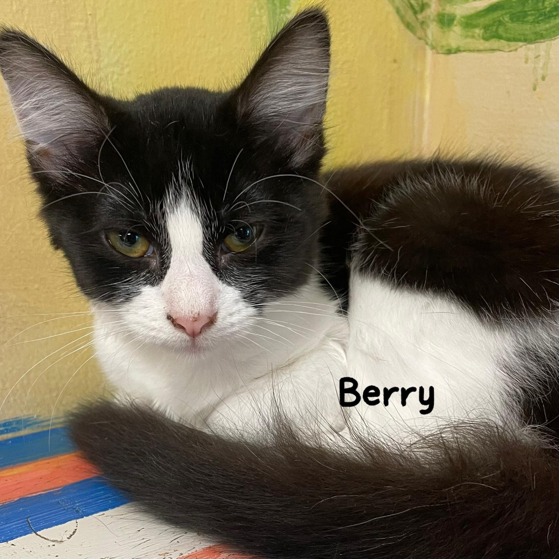 Enlarge Berry, a ADOPTABLE Domestic Medium Hair in Fernandina Beach, FL image 1/5