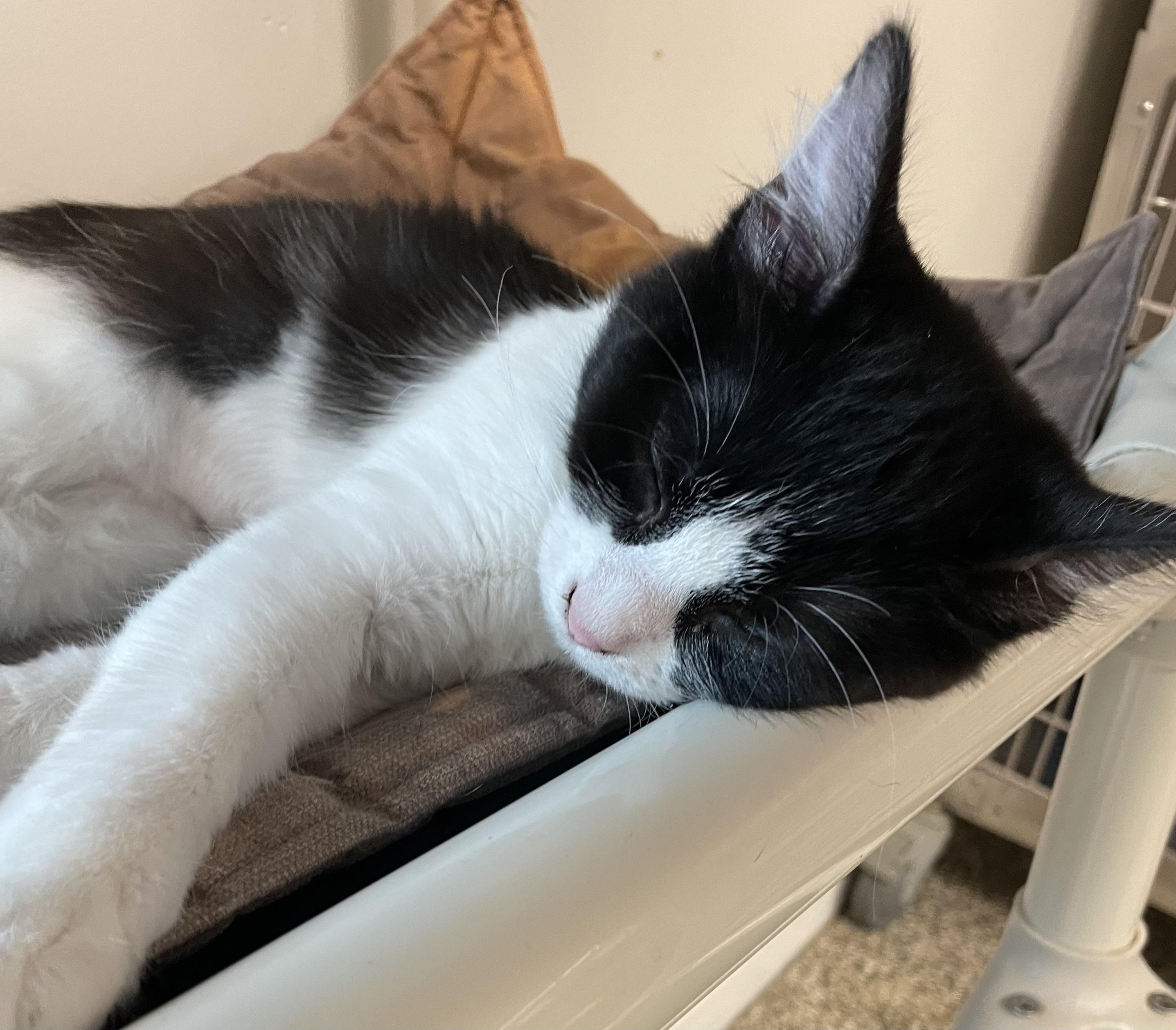 Enlarge Berry, a ADOPTABLE Domestic Medium Hair in Fernandina Beach, FL image 2/5