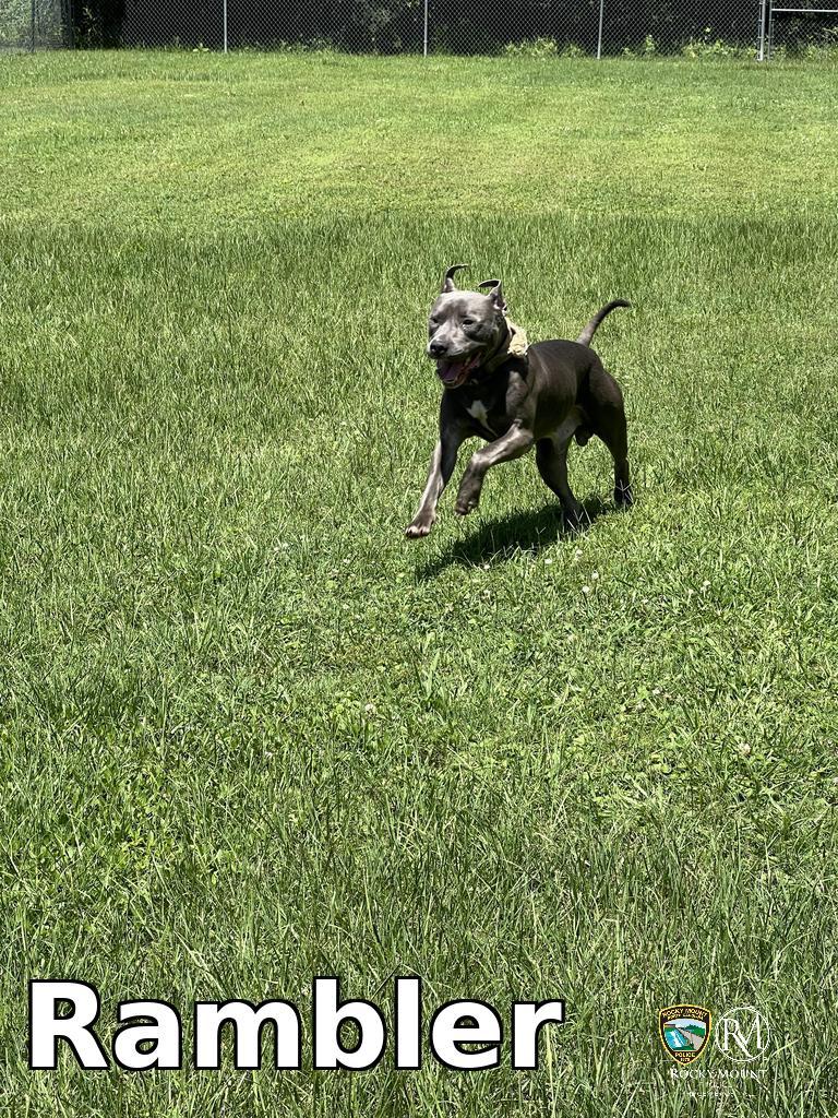 Rambler, a Adoptable Pit Bull Terrier in Rocky Mount, NC image 2/3