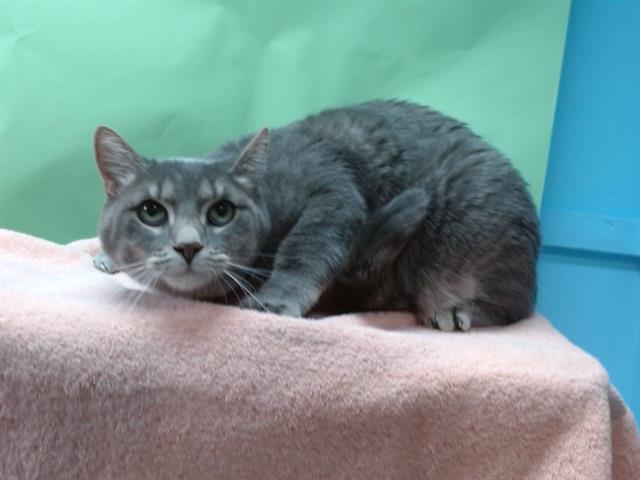 MOSEY, Adoptable, Adult Male Domestic Medium Hair.