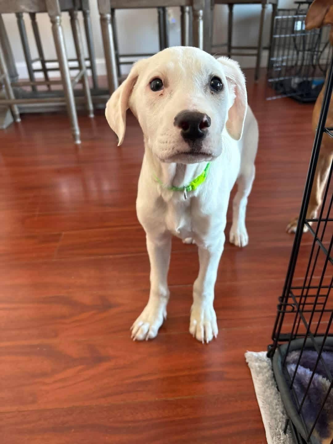 Enlarge Cosmo, a ADOPTABLE mixed breed in Souderton, PA image 2/4