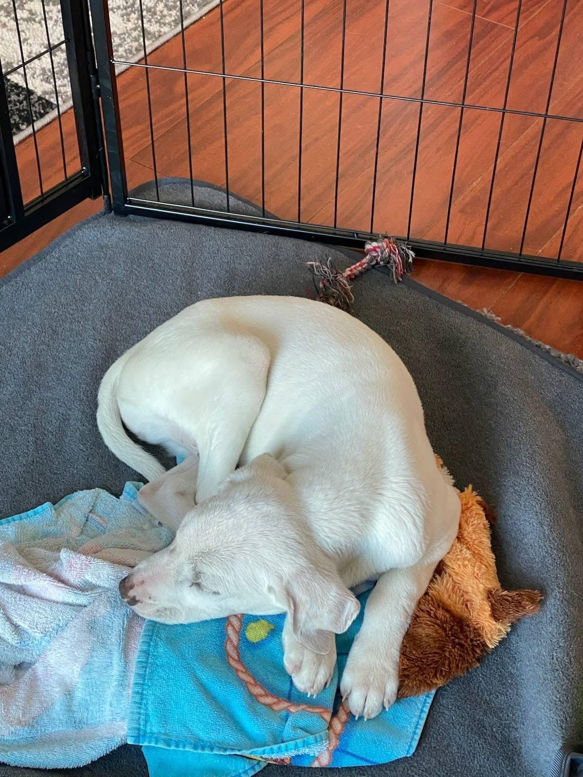 Enlarge Cosmo, a ADOPTABLE mixed breed in Souderton, PA image 3/4