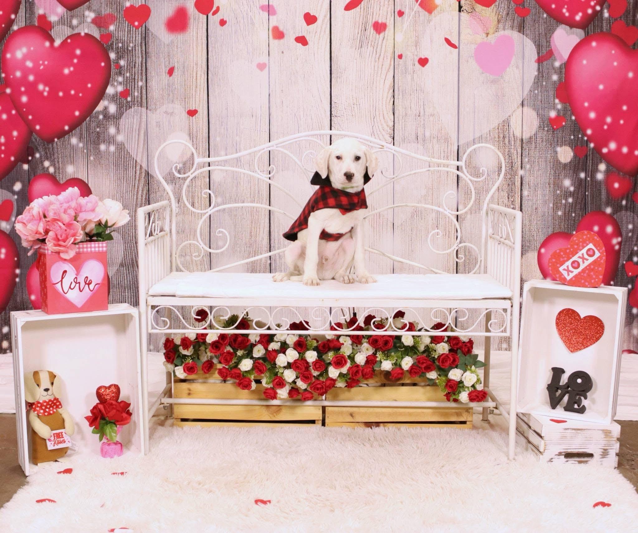 Cosmo, ADOPTABLE, Puppy Male Labrador Retriever & Pit Bull Terrier.