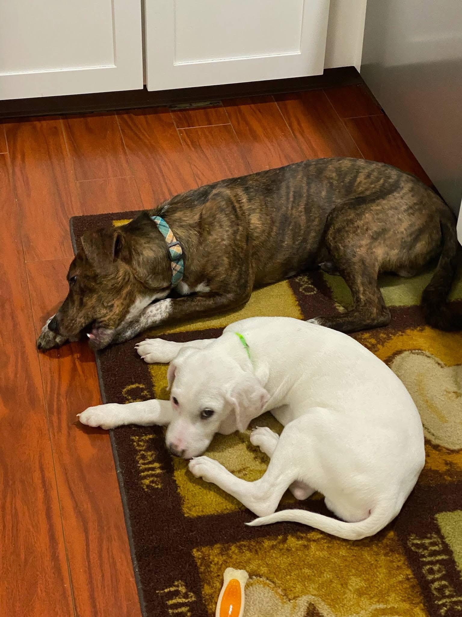 Enlarge Cosmo, a ADOPTABLE mixed breed in Souderton, PA image 4/4