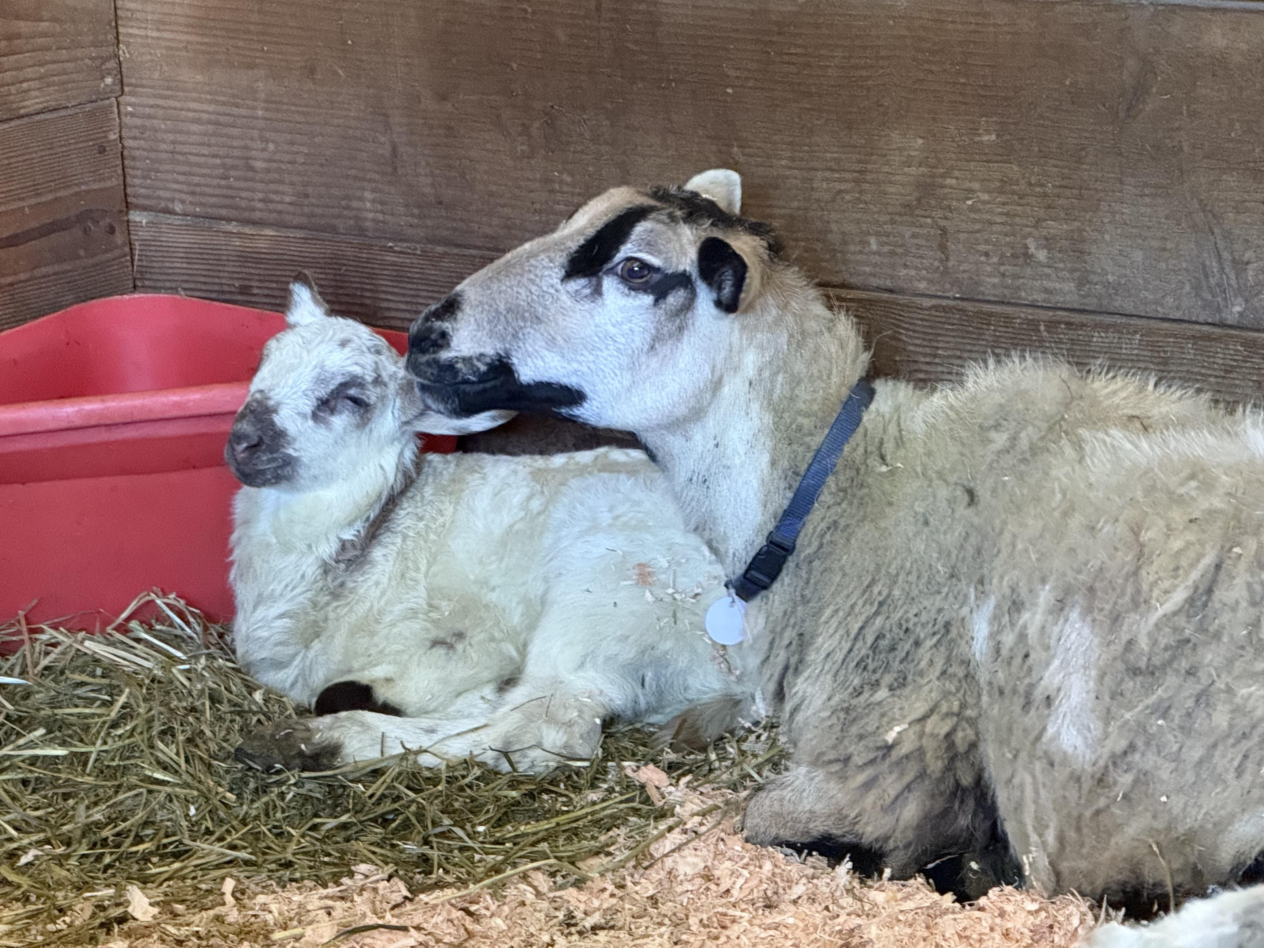 Bliss and Lucky, Adult Female unknown