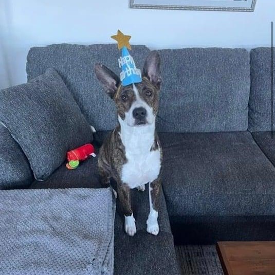 Clark, Adoptable, Adult Male Australian Cattle Dog / Blue Heeler.