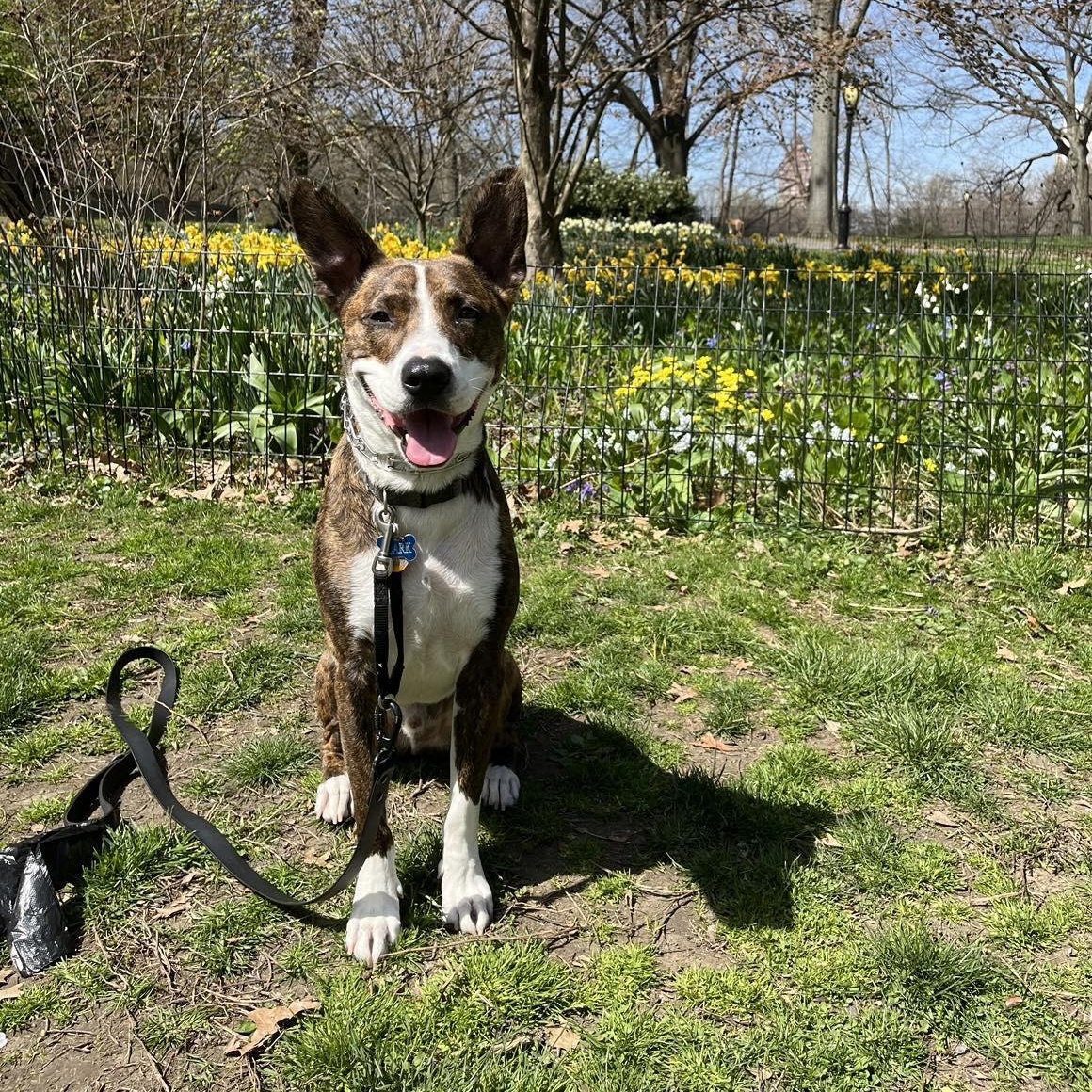 Enlarge Clark, a Adoptable mixed breed in Stamford, CT image 4/6