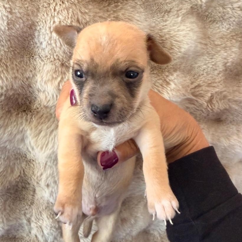 Mr. Owl, ADOPTABLE, Puppy Male Rat Terrier.
