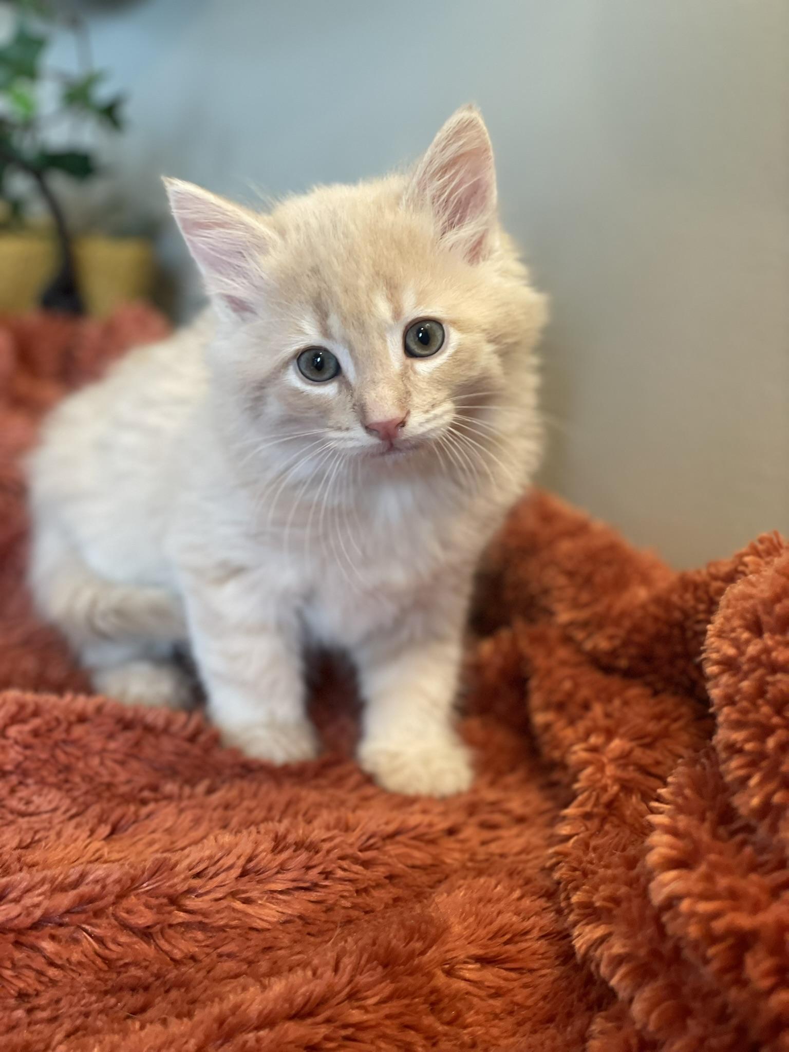 Enlarge Leo, an adopted Domestic Medium Hair in Taylor, MI image 3/5