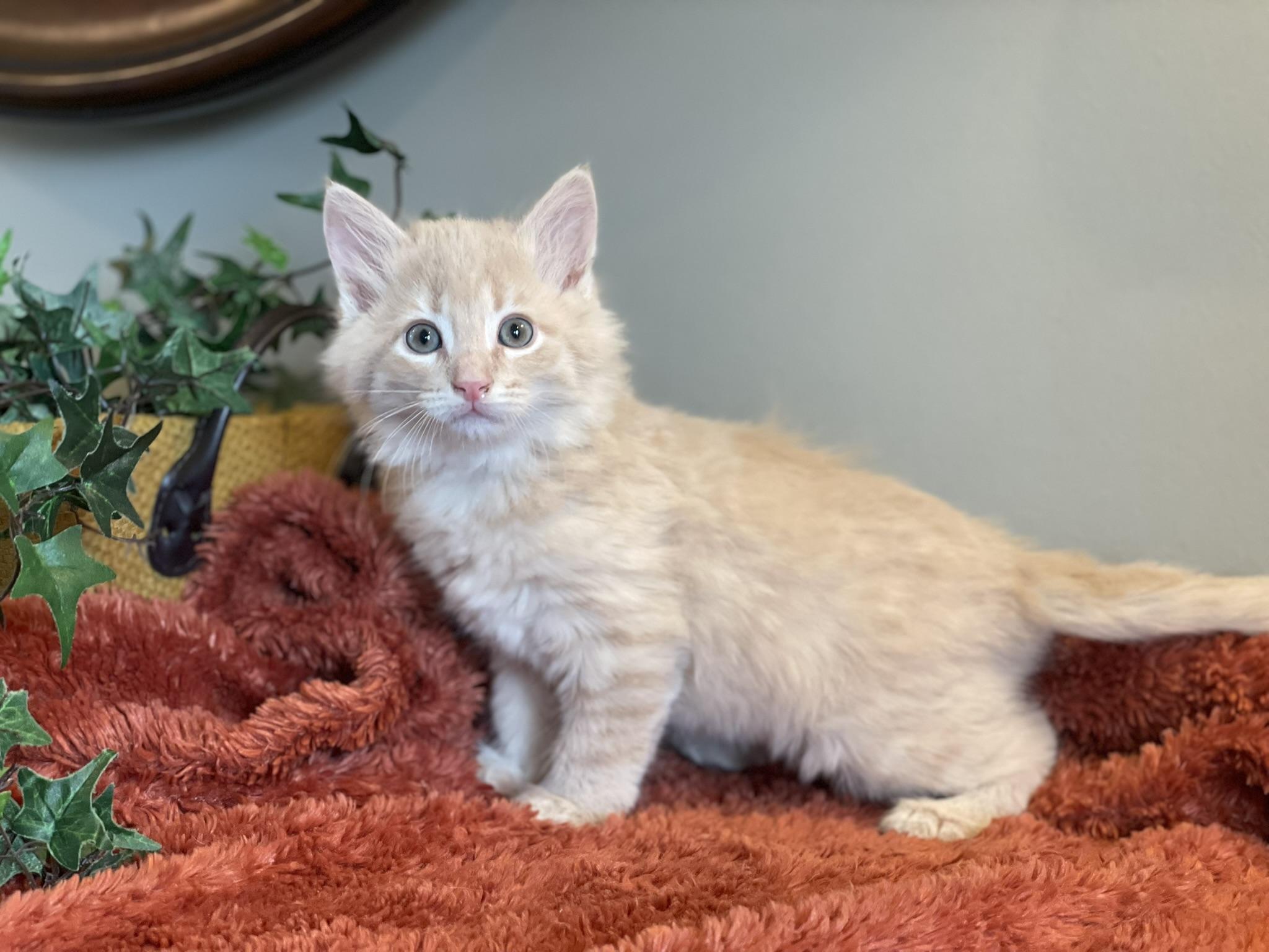 Enlarge Leo, an adopted Domestic Medium Hair in Taylor, MI image 2/5