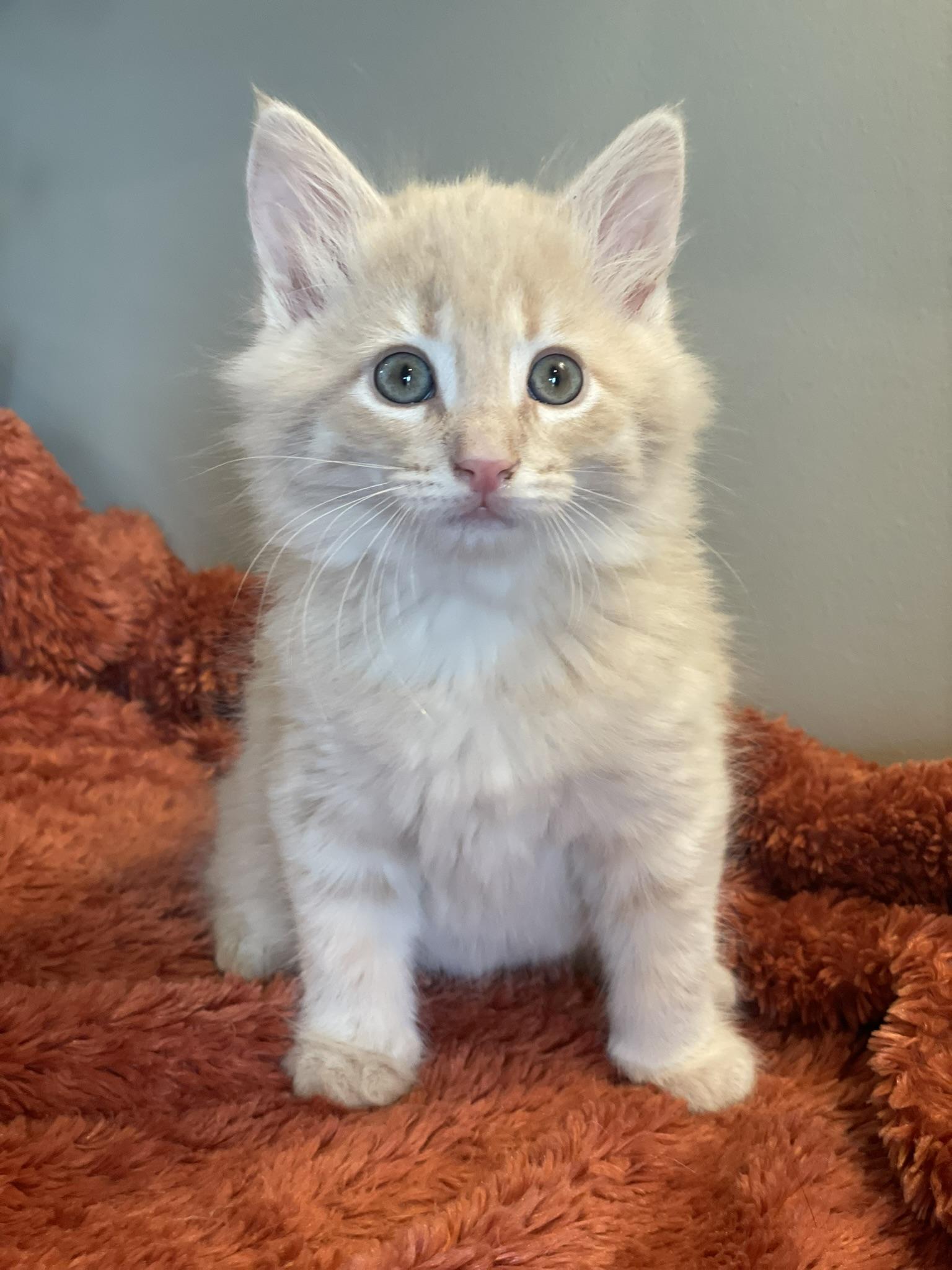 Enlarge Leo, an adopted Domestic Medium Hair in Taylor, MI image 1/5