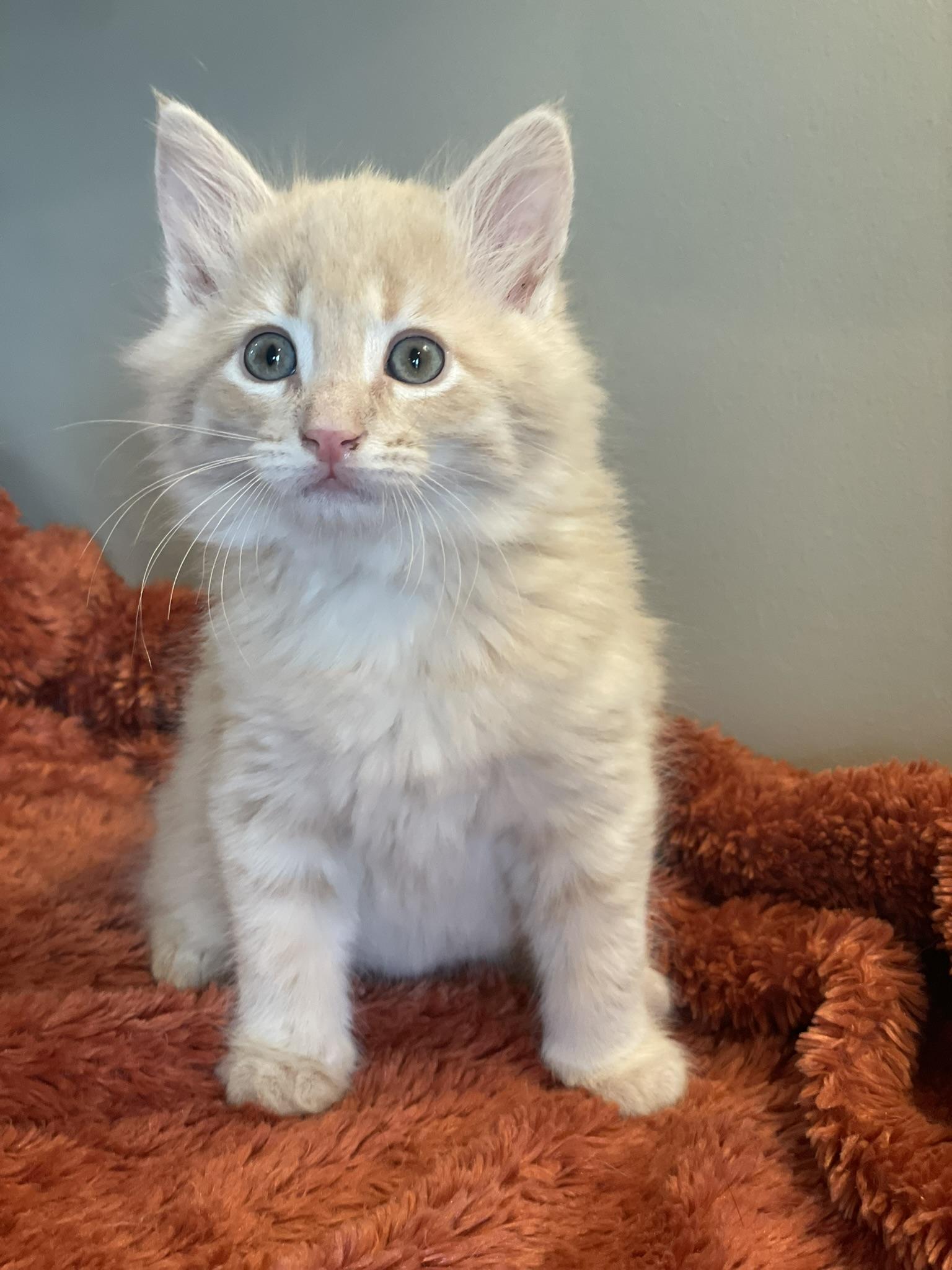 Enlarge Leo, an adopted Domestic Medium Hair in Taylor, MI image 5/5