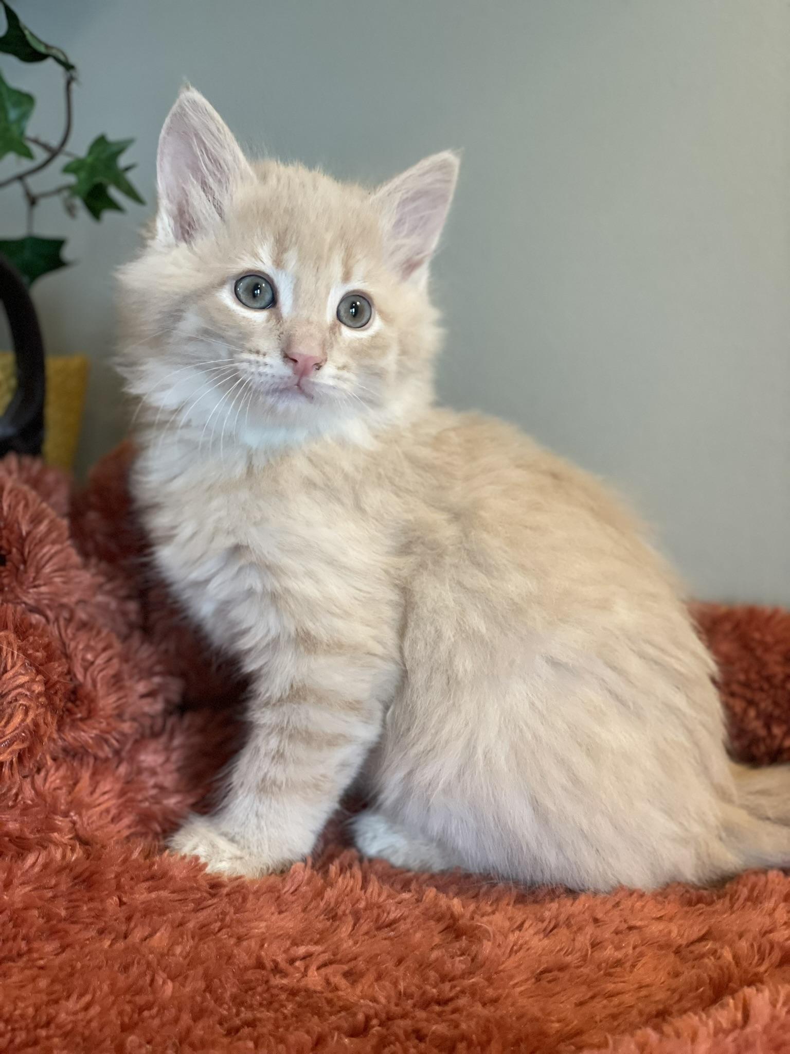 Enlarge Leo, an adopted Domestic Medium Hair in Taylor, MI image 4/5