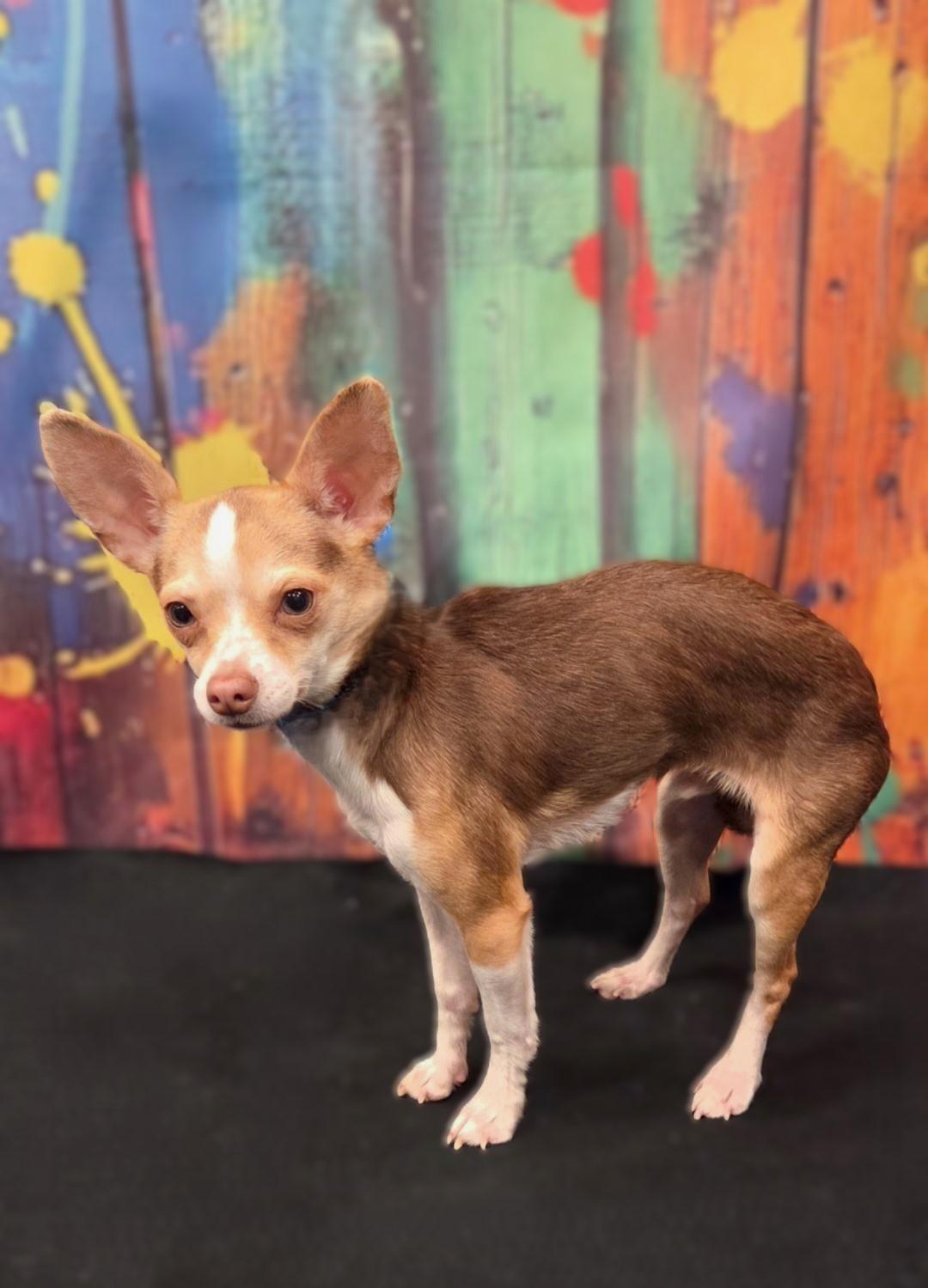 Enlarge Ollie-COMING SOON, a ADOPTABLE Chihuahua in Bridgeton, MO image 4/4