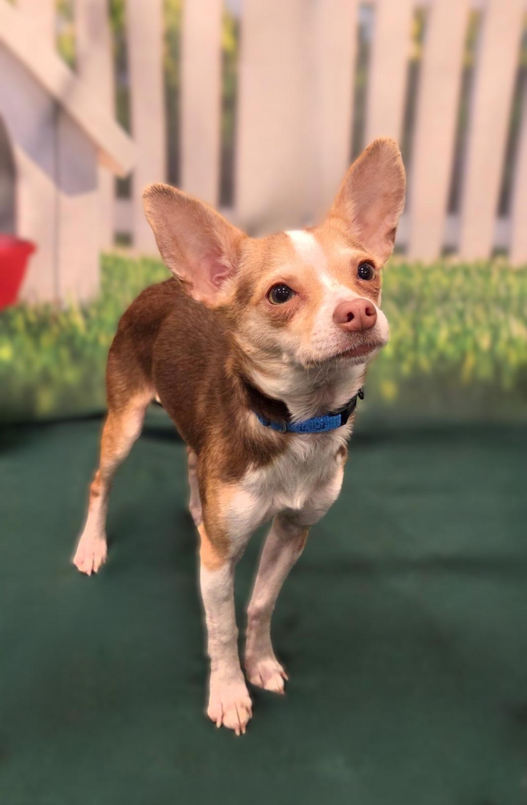 Ollie-COMING SOON, ADOPTABLE, Young Male Chihuahua.