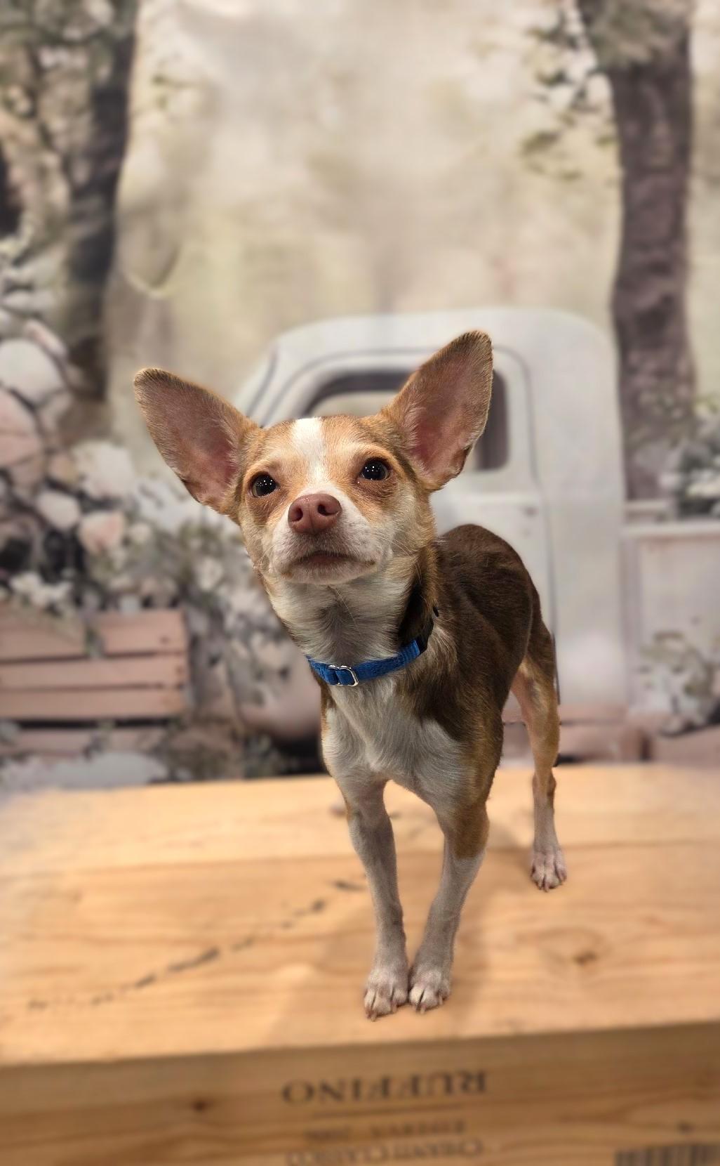 Enlarge Ollie-COMING SOON, a ADOPTABLE Chihuahua in Bridgeton, MO image 3/4