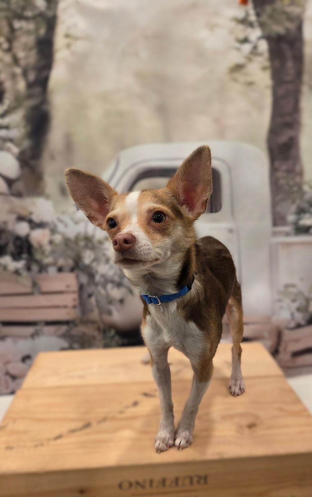 Enlarge Ollie-COMING SOON, a ADOPTABLE Chihuahua in Bridgeton, MO image 2/4