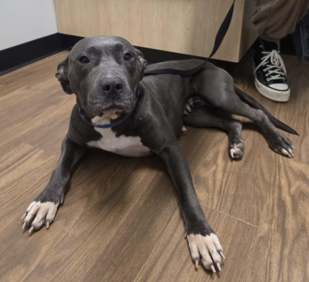 Enlarge Lori, a ADOPTABLE mixed breed in Nashville, TN image 1/2