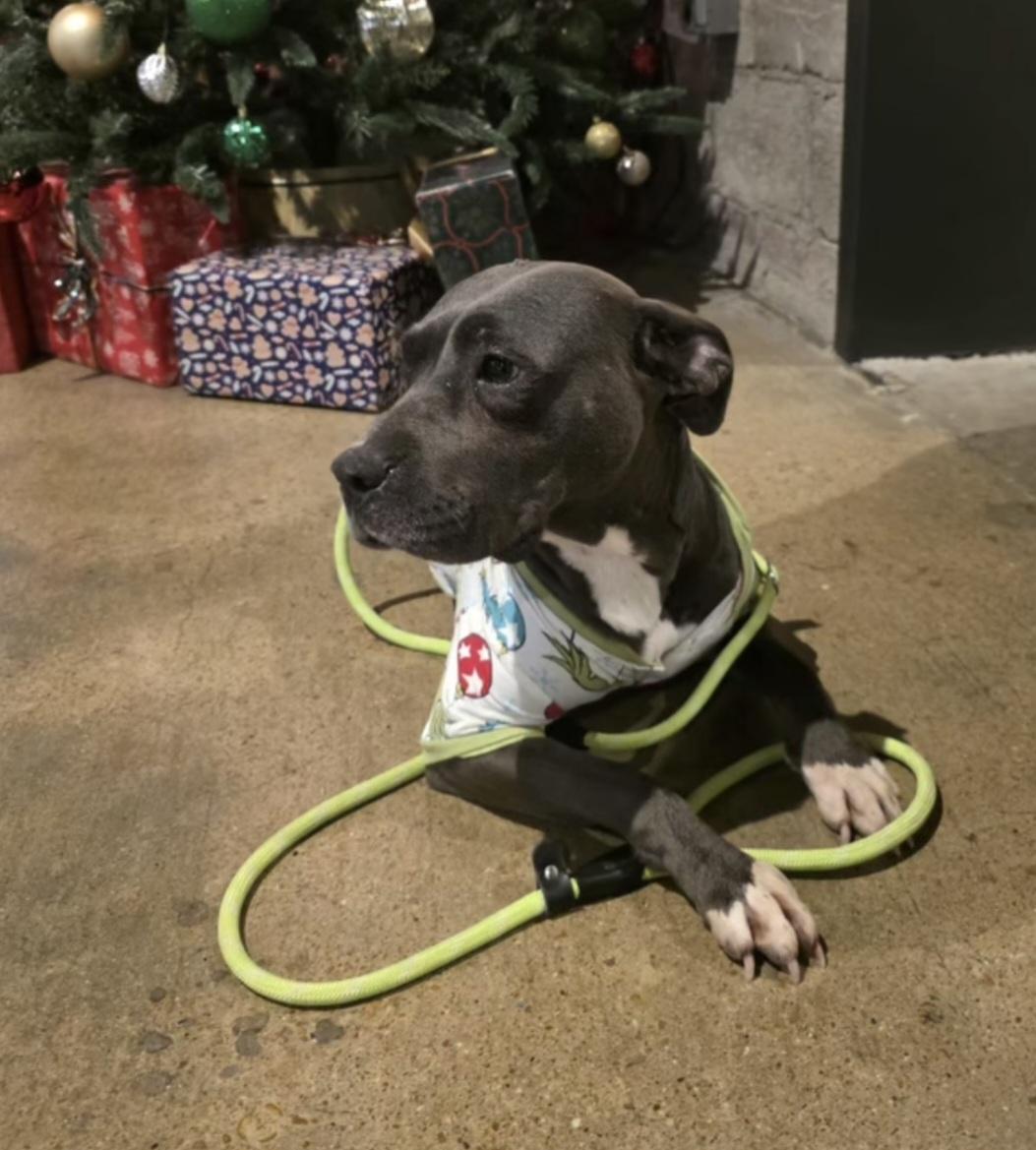 Enlarge Lori, a ADOPTABLE mixed breed in Nashville, TN image 2/2