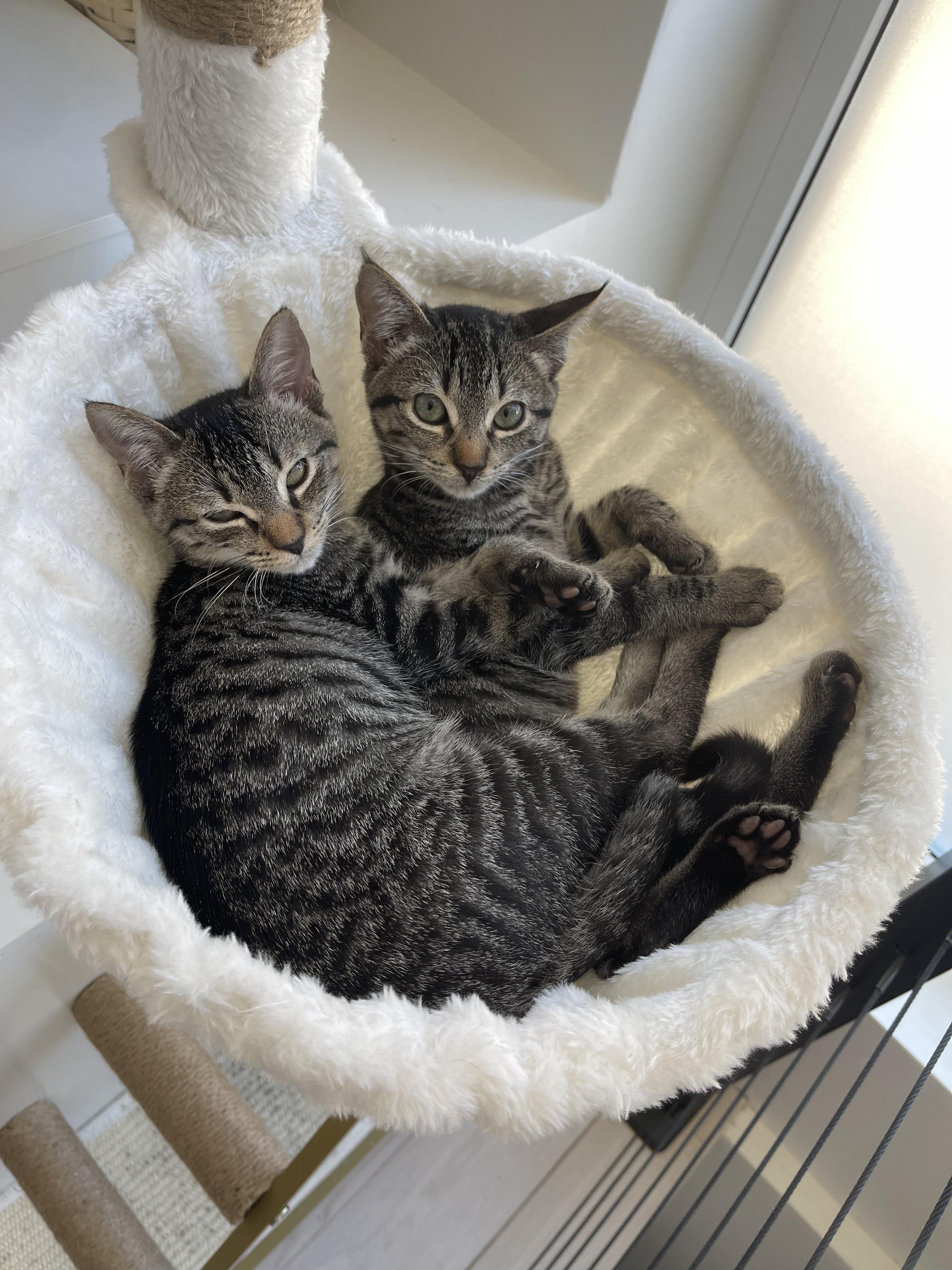 Enlarge Jazz and Jewel, a Adoptable mixed breed in Brooklyn, NY image 2/2