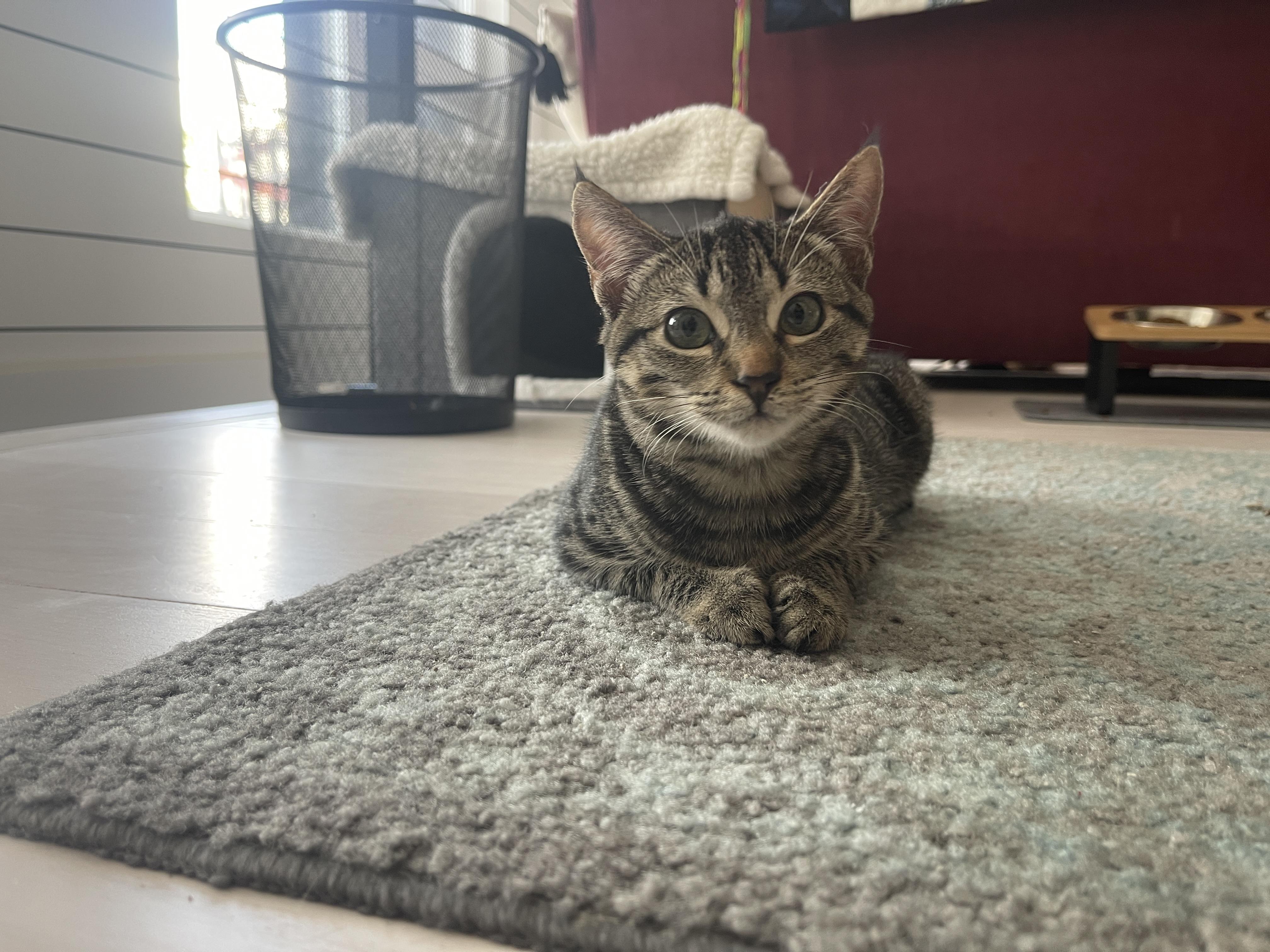 Jazz and Jewel, Adoptable, Kitten Female American Shorthair.