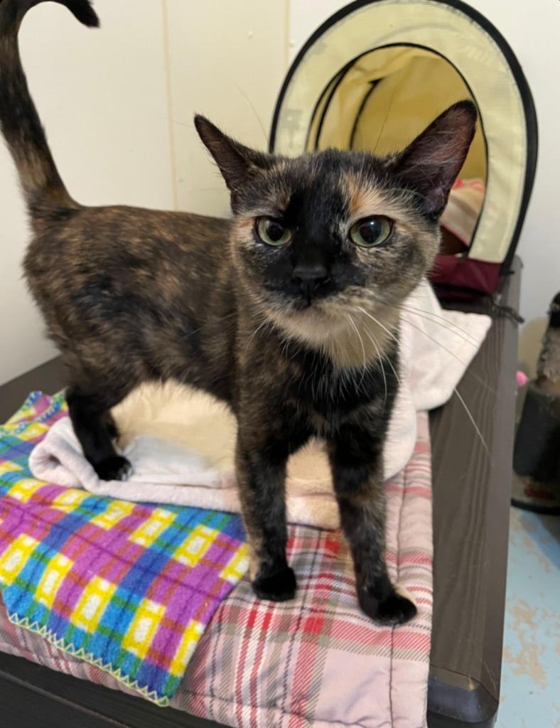 Binx — thumbnail 2