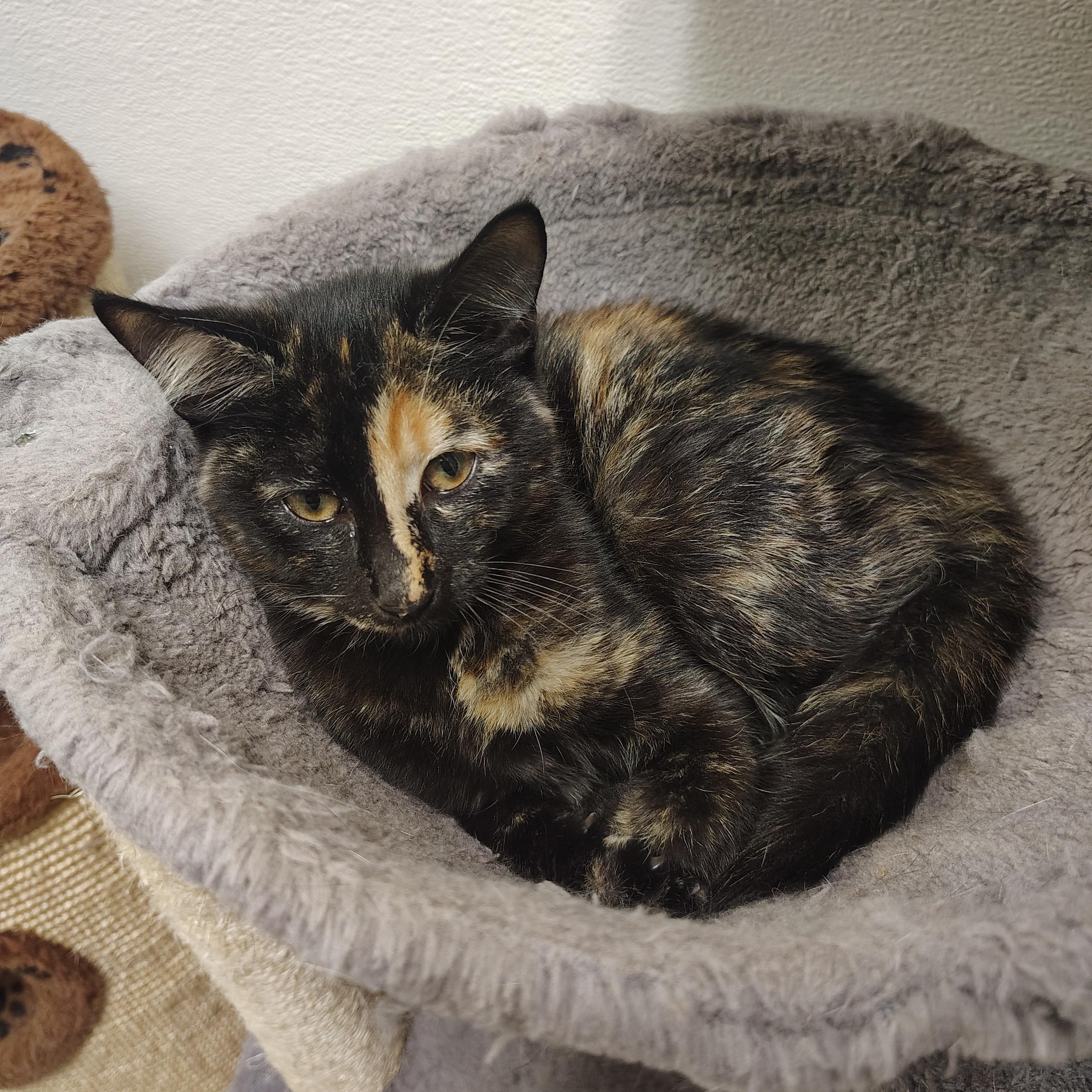 Enlarge Autumn, a Adopted Domestic Medium Hair in Englewood, NJ image 3/4
