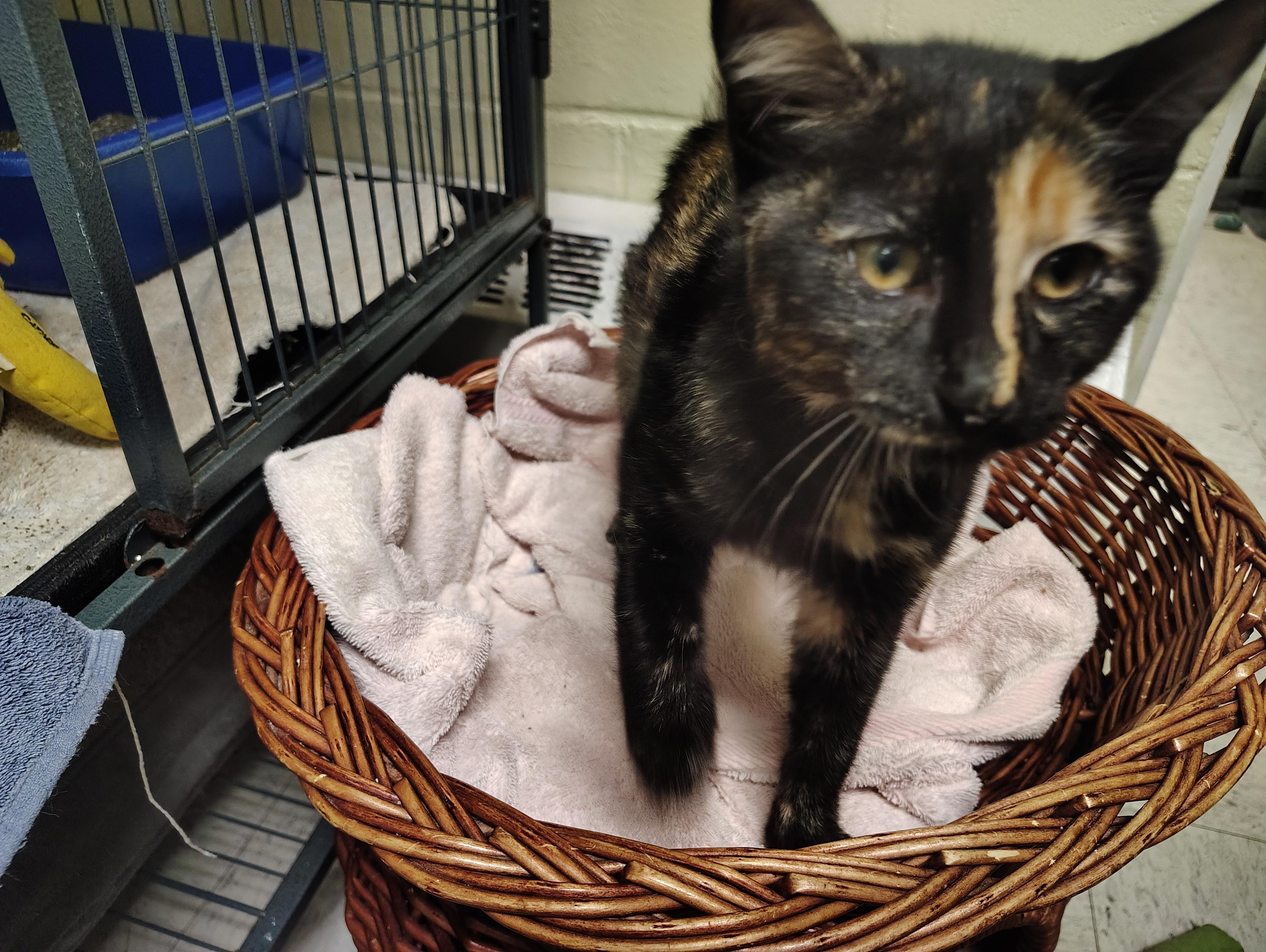 Enlarge Autumn, a Adopted Domestic Medium Hair in Englewood, NJ image 4/4