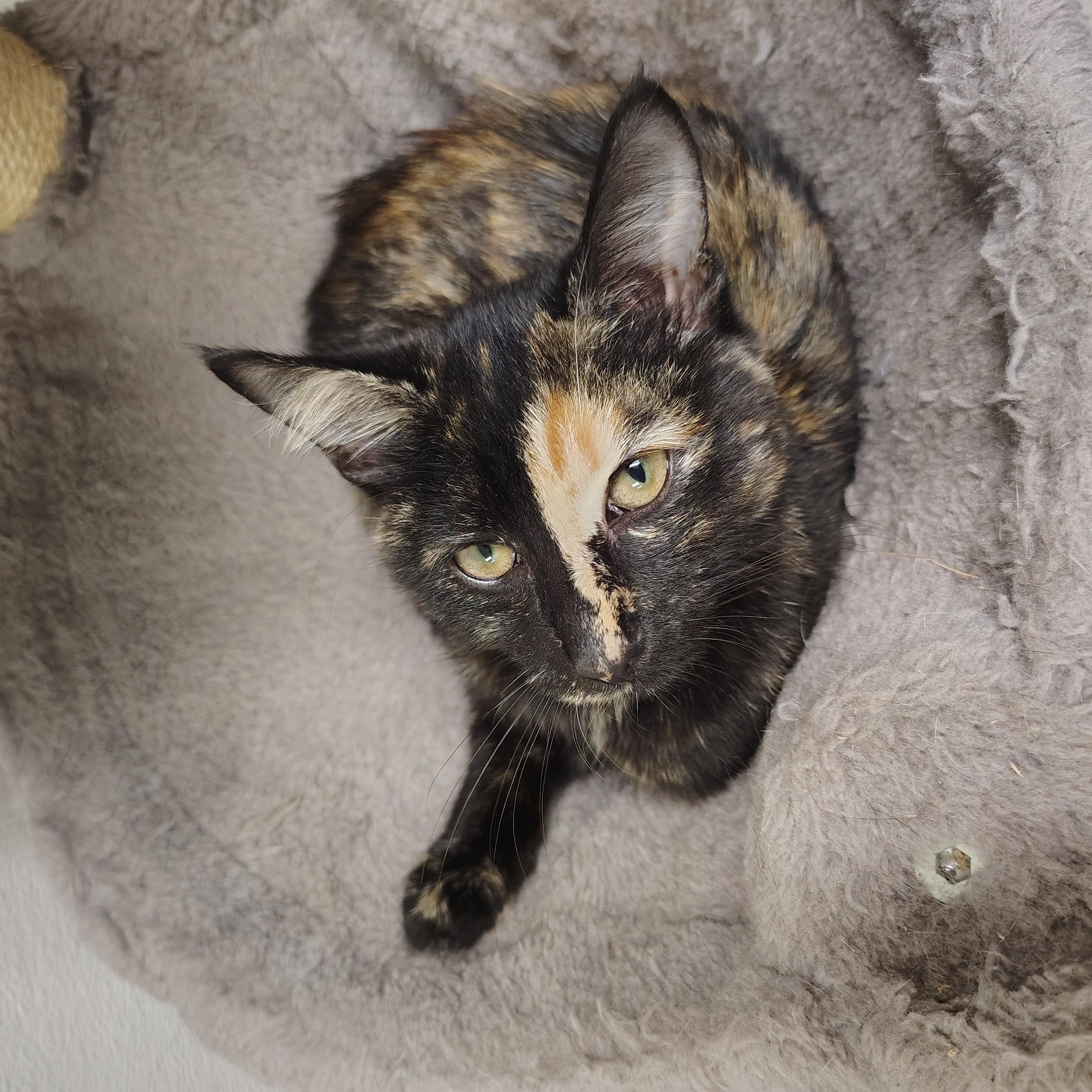 Enlarge Autumn, a Adopted Domestic Medium Hair in Englewood, NJ image 2/4