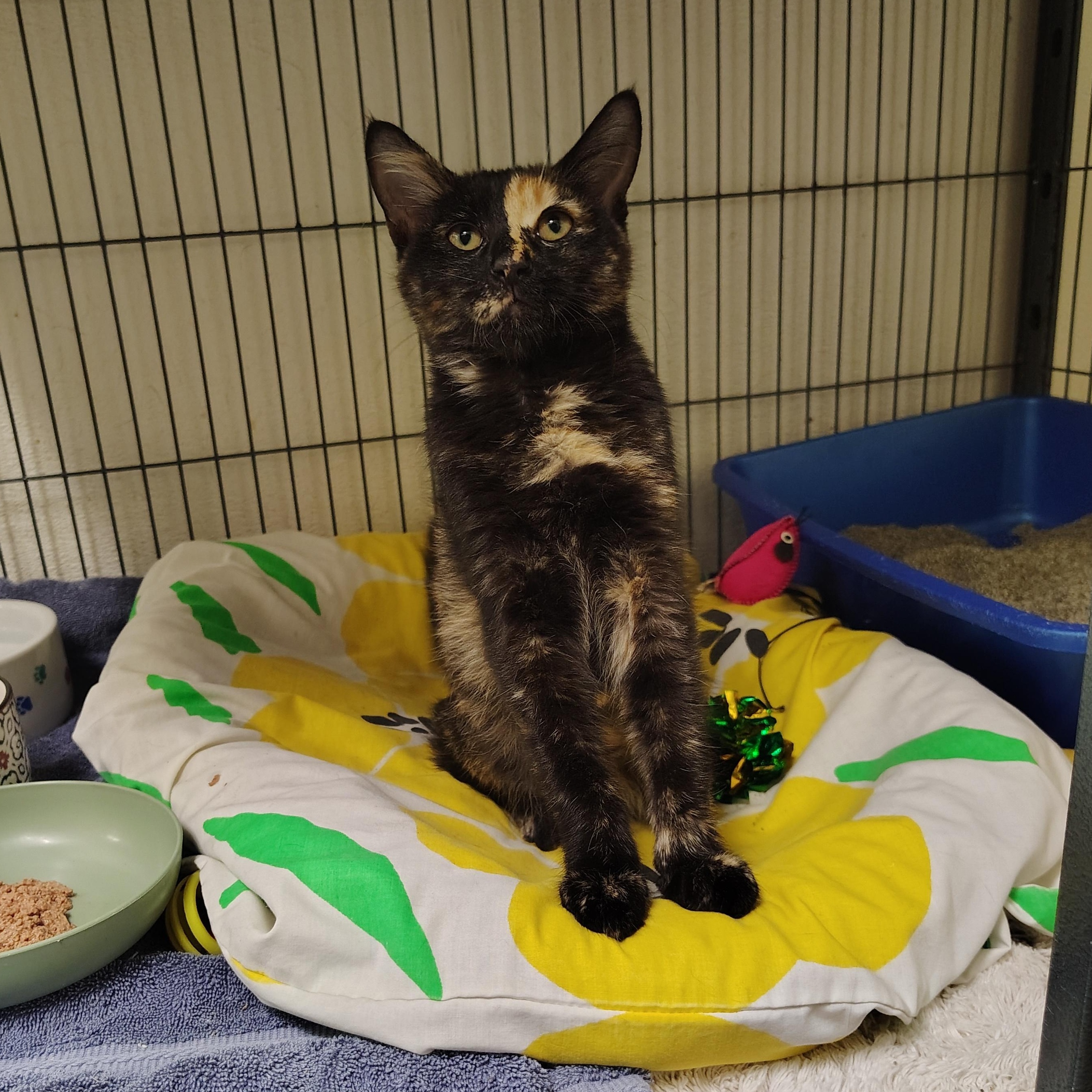 Enlarge Autumn, a Adopted Domestic Medium Hair in Englewood, NJ image 1/4