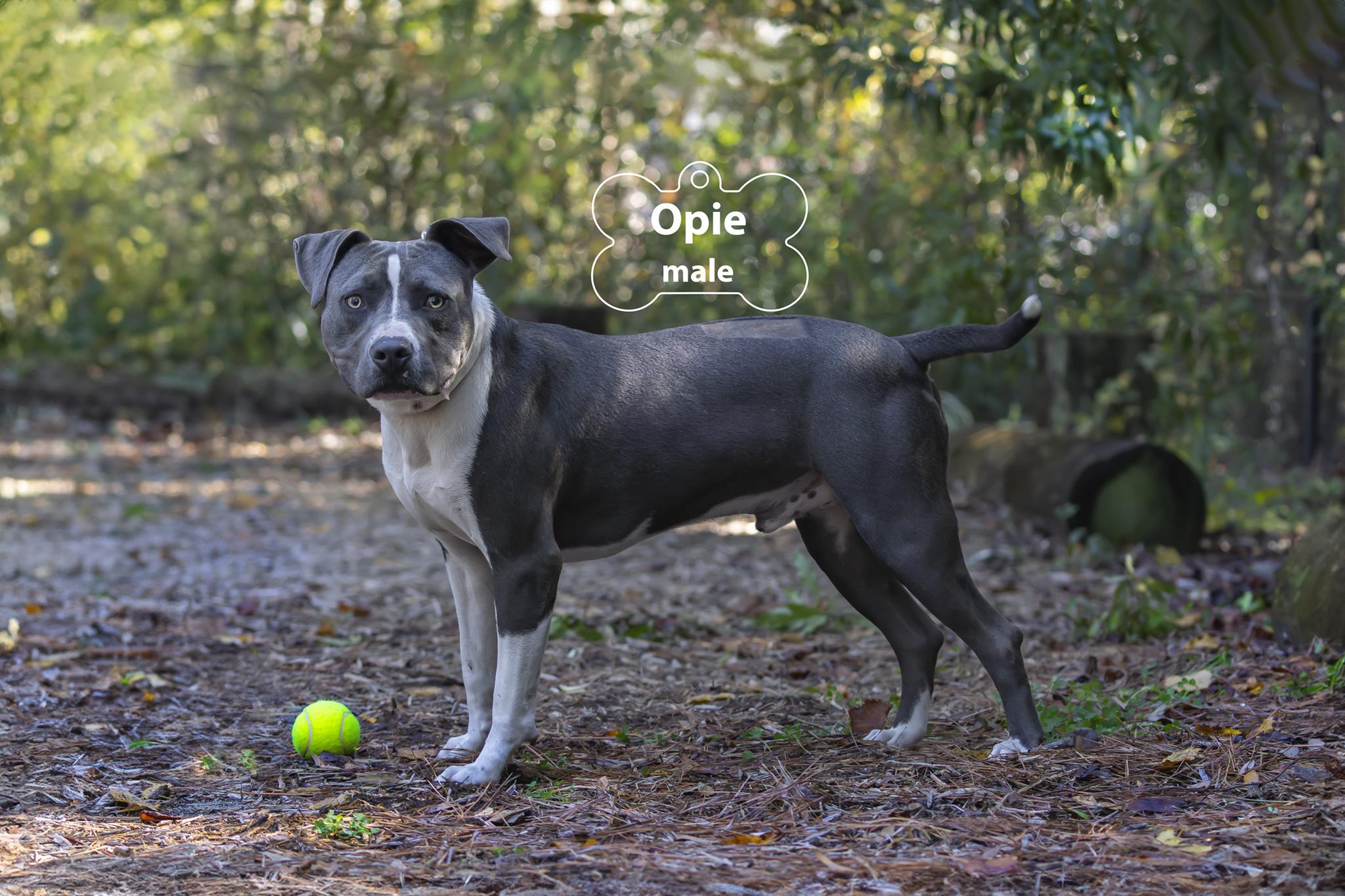 Opie, Adoptable, Adult Male Pit Bull Terrier.