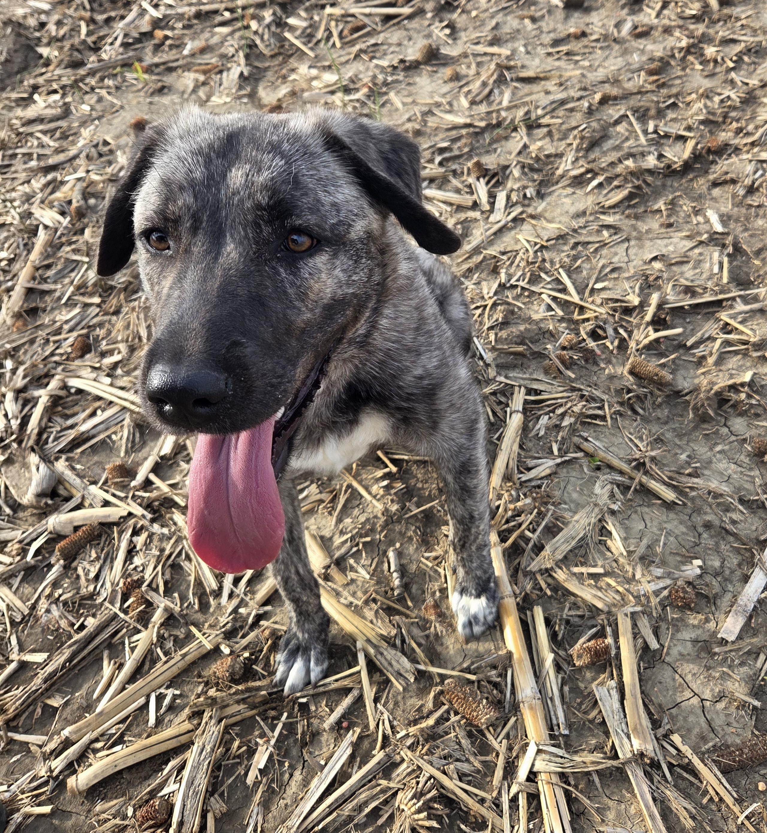 Luna, Adoptable, Young Female Anatolian Shepherd.